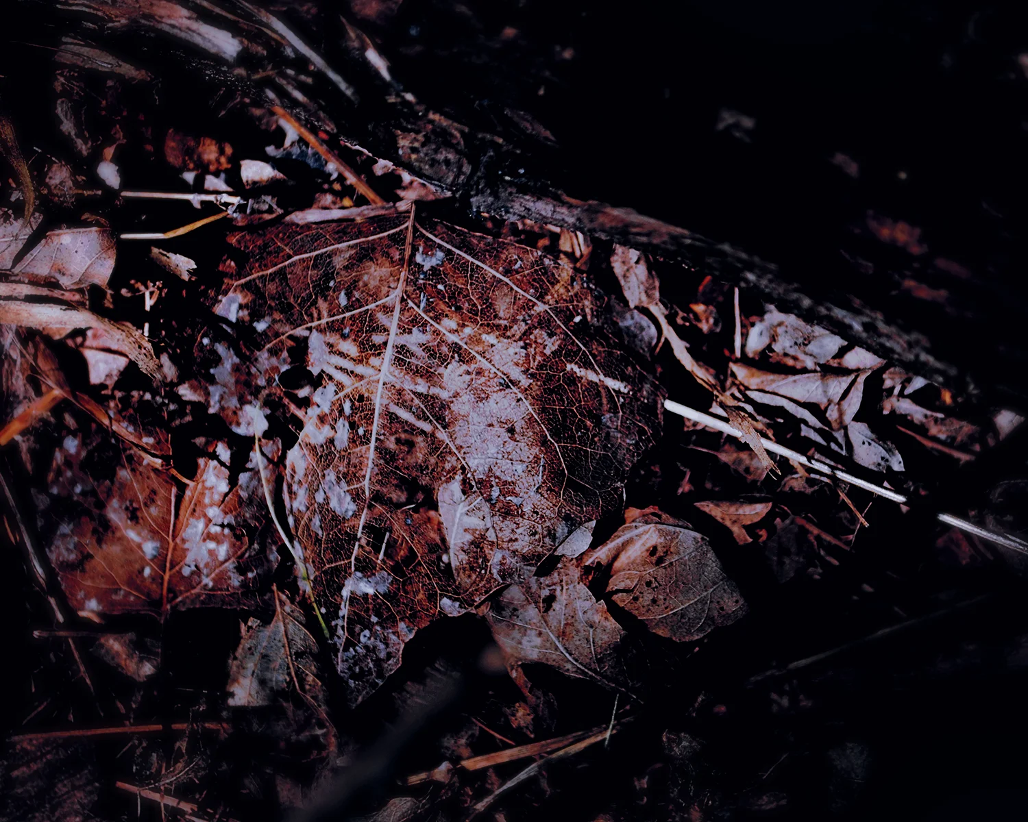 kathrynfrederick-leafskeleton-web.jpg