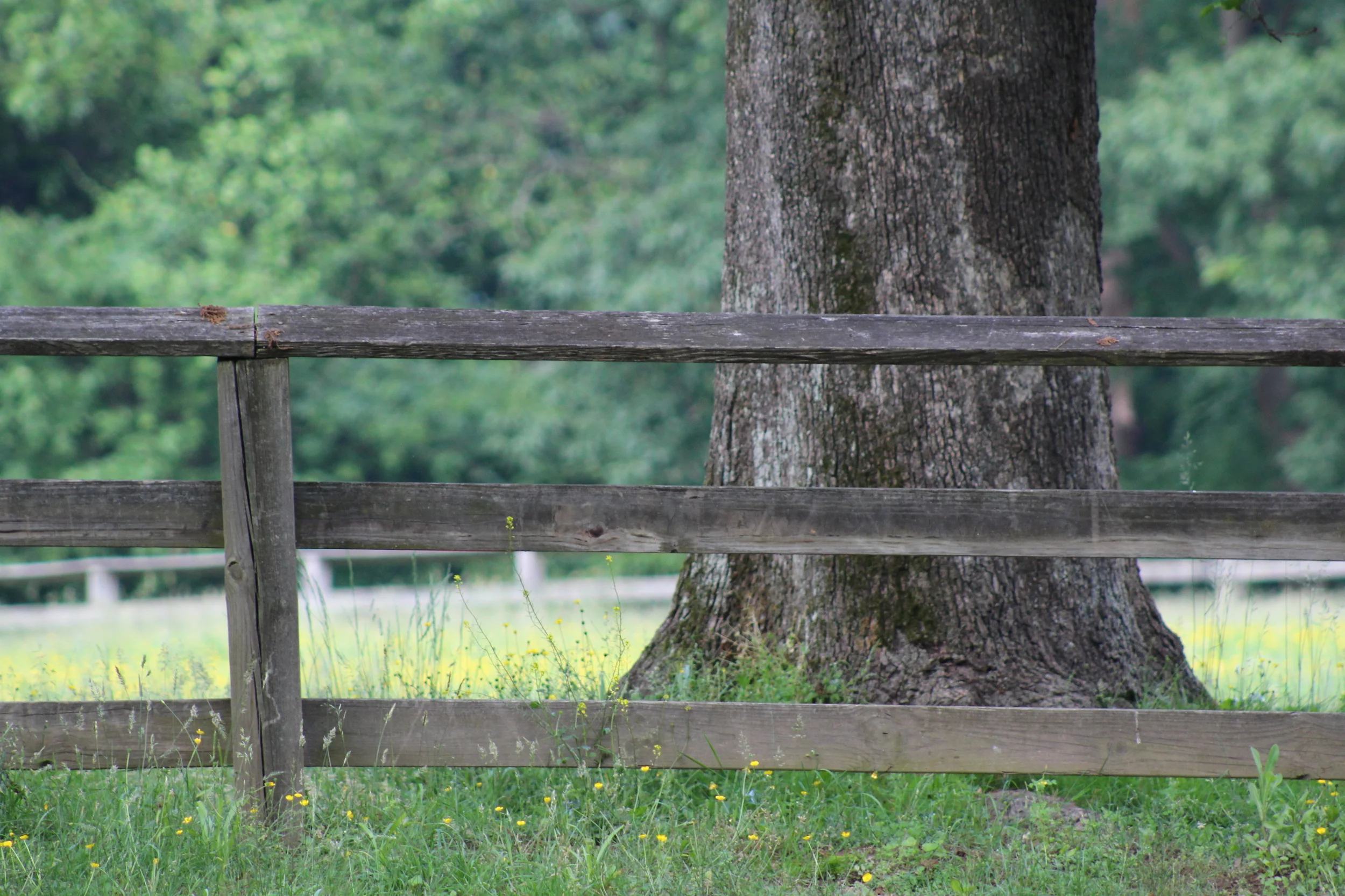 Who knew "go in and out and find pasture" is a thing you can do in DC's Rock Creek Park? 
