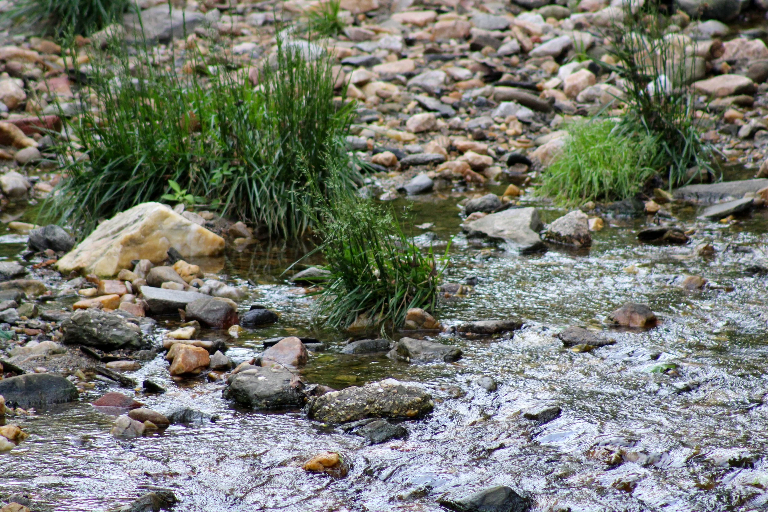If finding pasture in the heart of DC doesn't give your spirit rest, hopefully being led beside still waters will. 