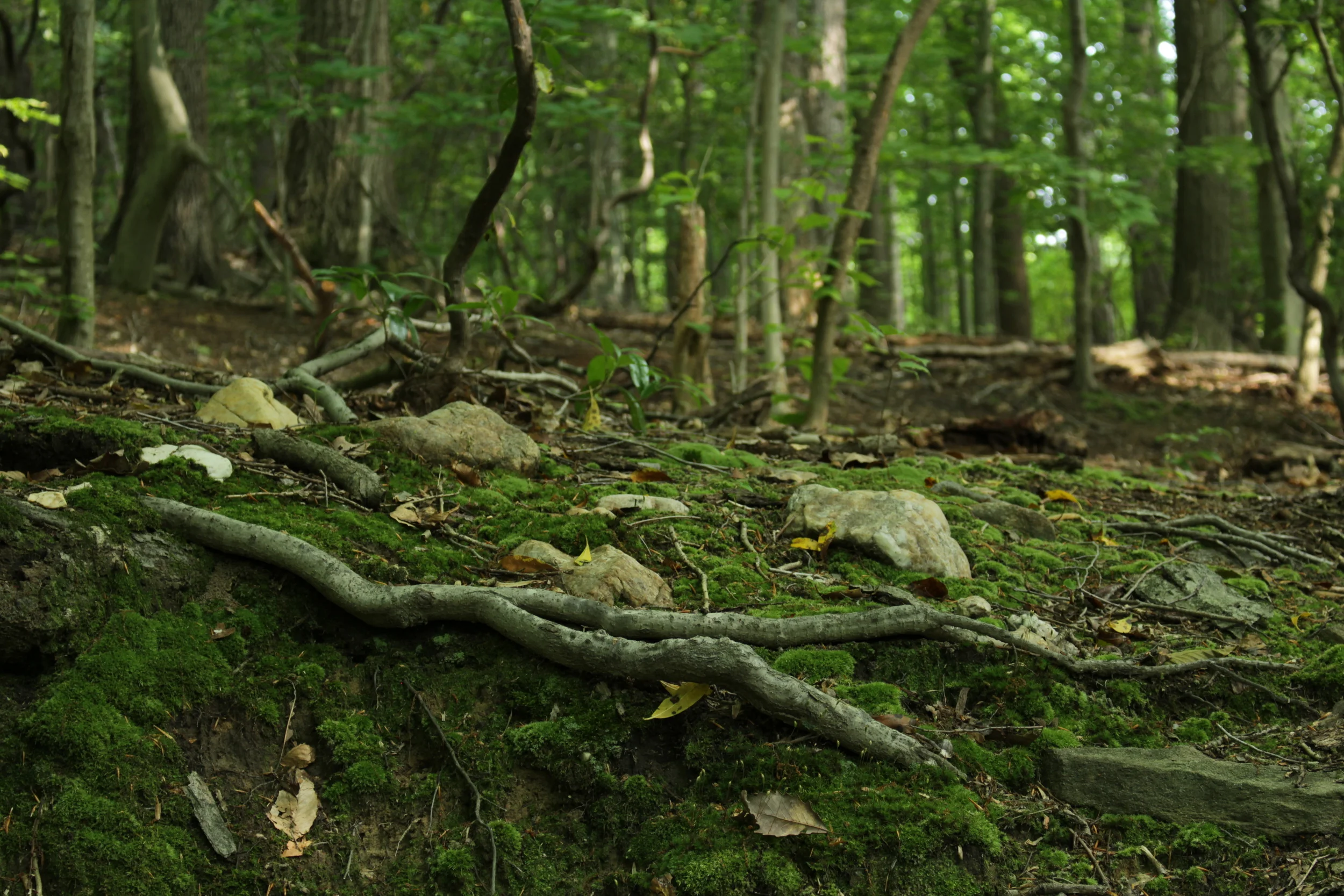 If stillness isn't on your agenda, Rock Creek Park is also a great place to get started trail running. Just look out for tree roots; sometimes they come out of the ground and trip you.