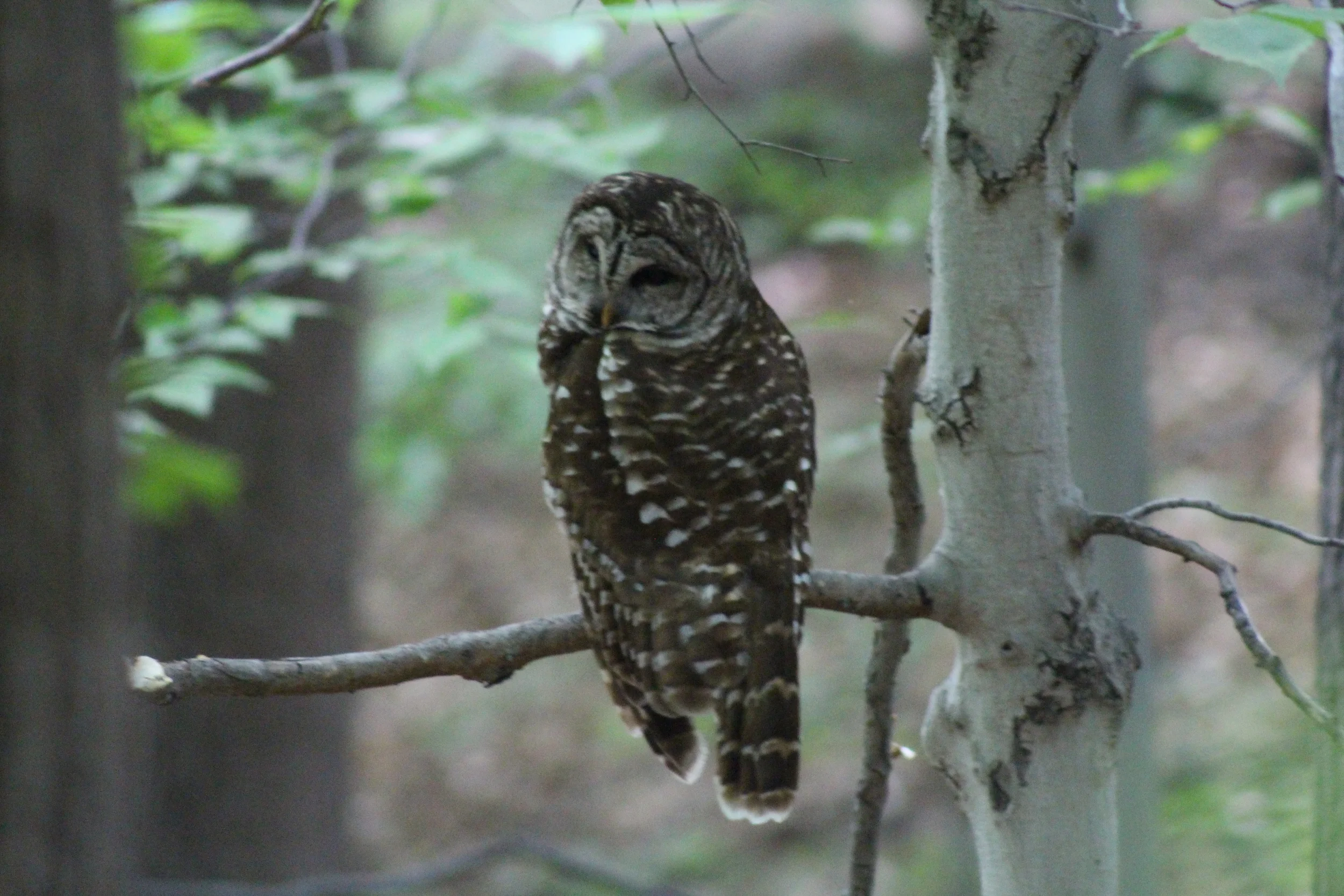 But let's face it. You never know who-hoo's wise eyes are looking back at you. 