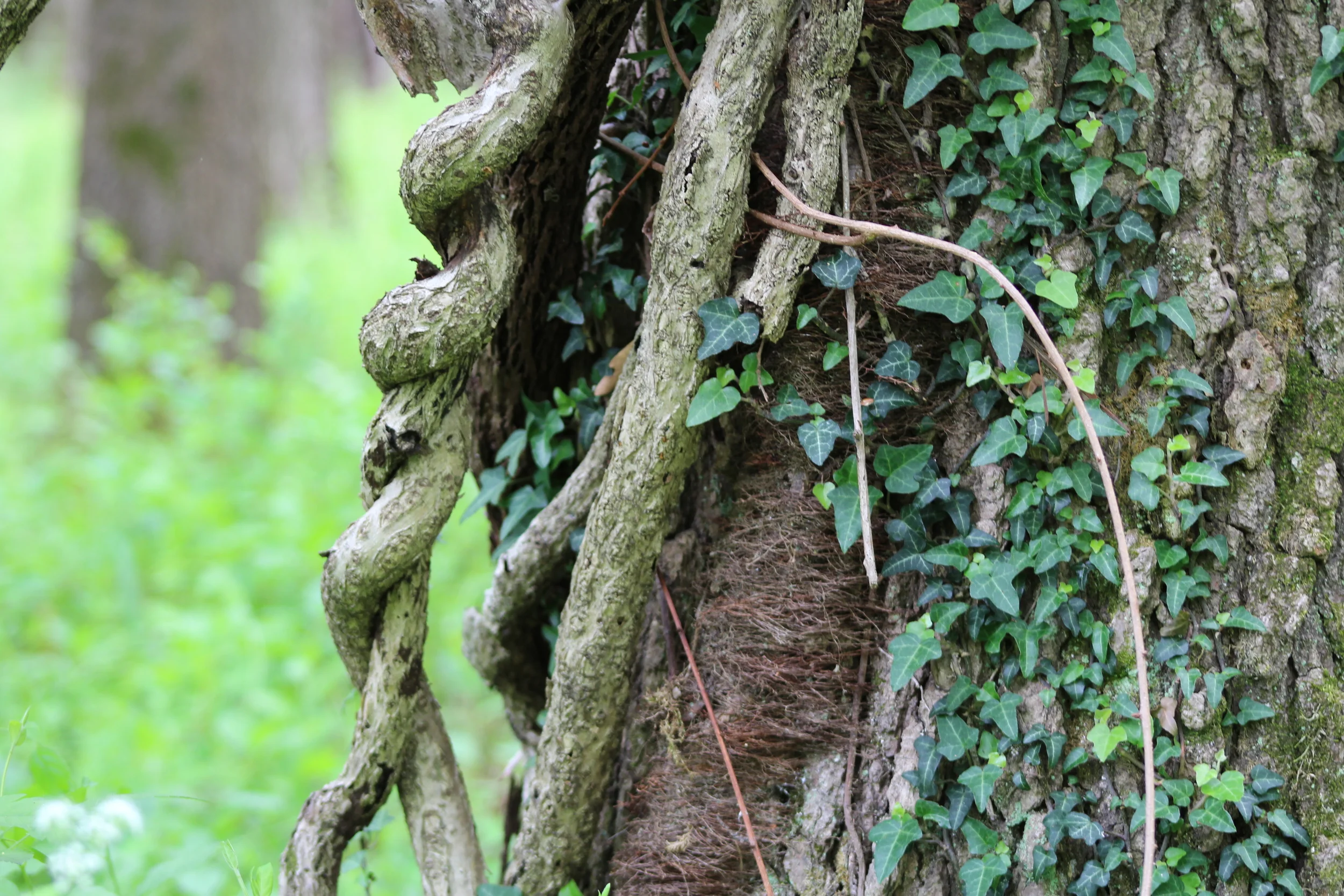 If you plant roots at Huntley Meadows for too long, you may never leave. 