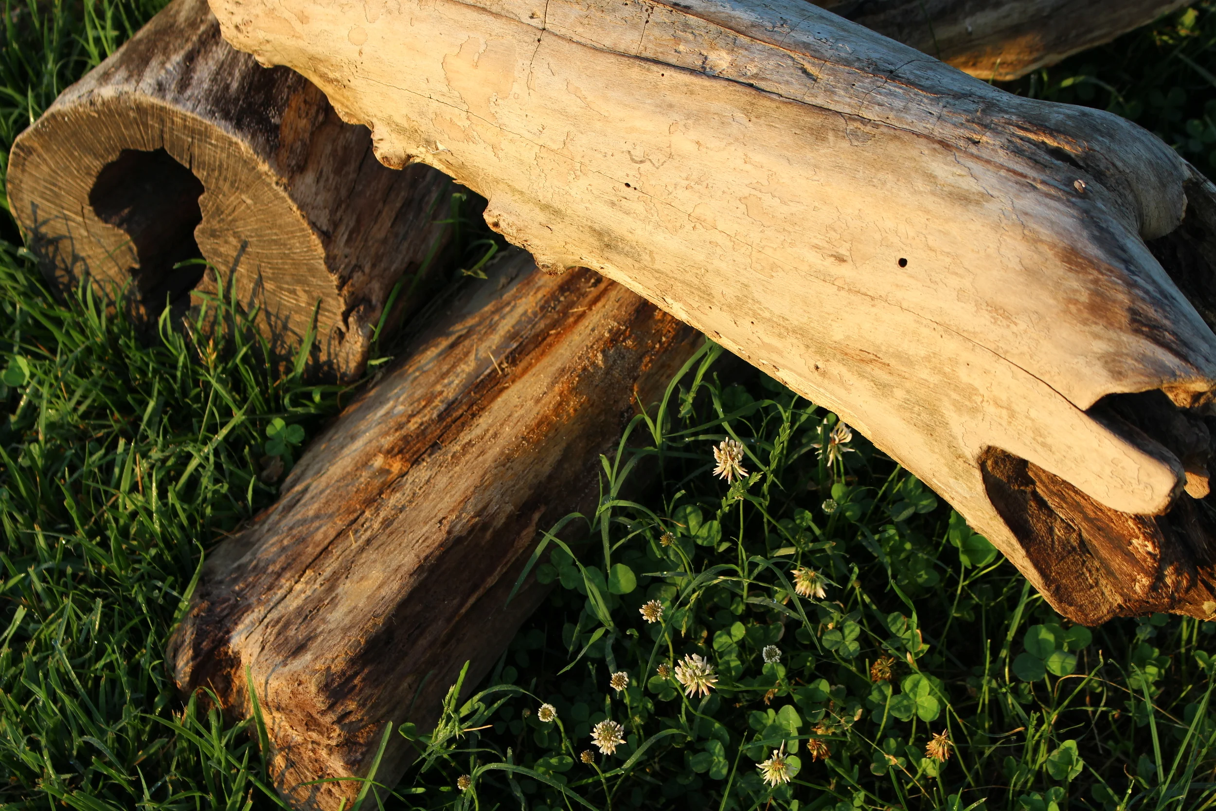 We won't judge you if you snatch up a sturdy piece of driftwood for a centerpiece in your home. 
