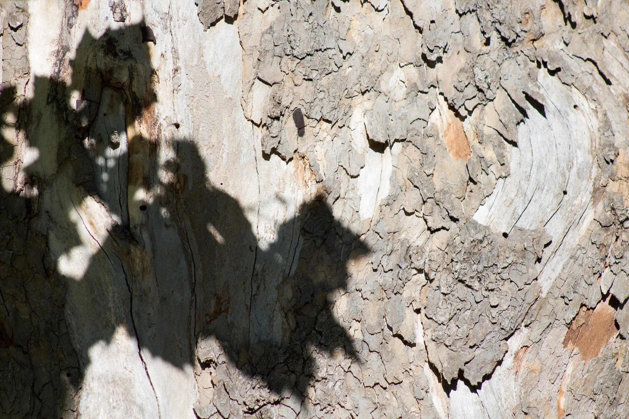 An Ultramarathon Through Great Falls Park