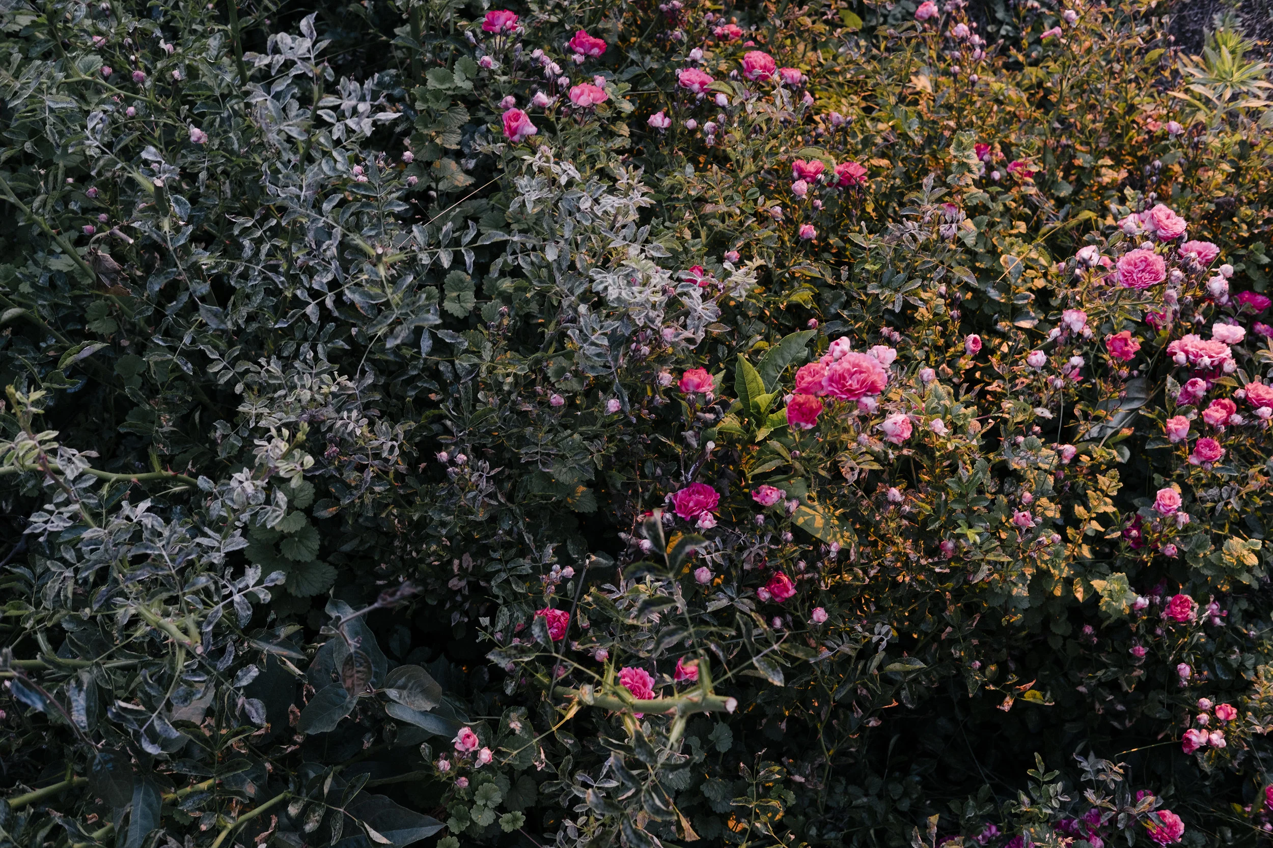 BN_ROSES_HOME.jpg