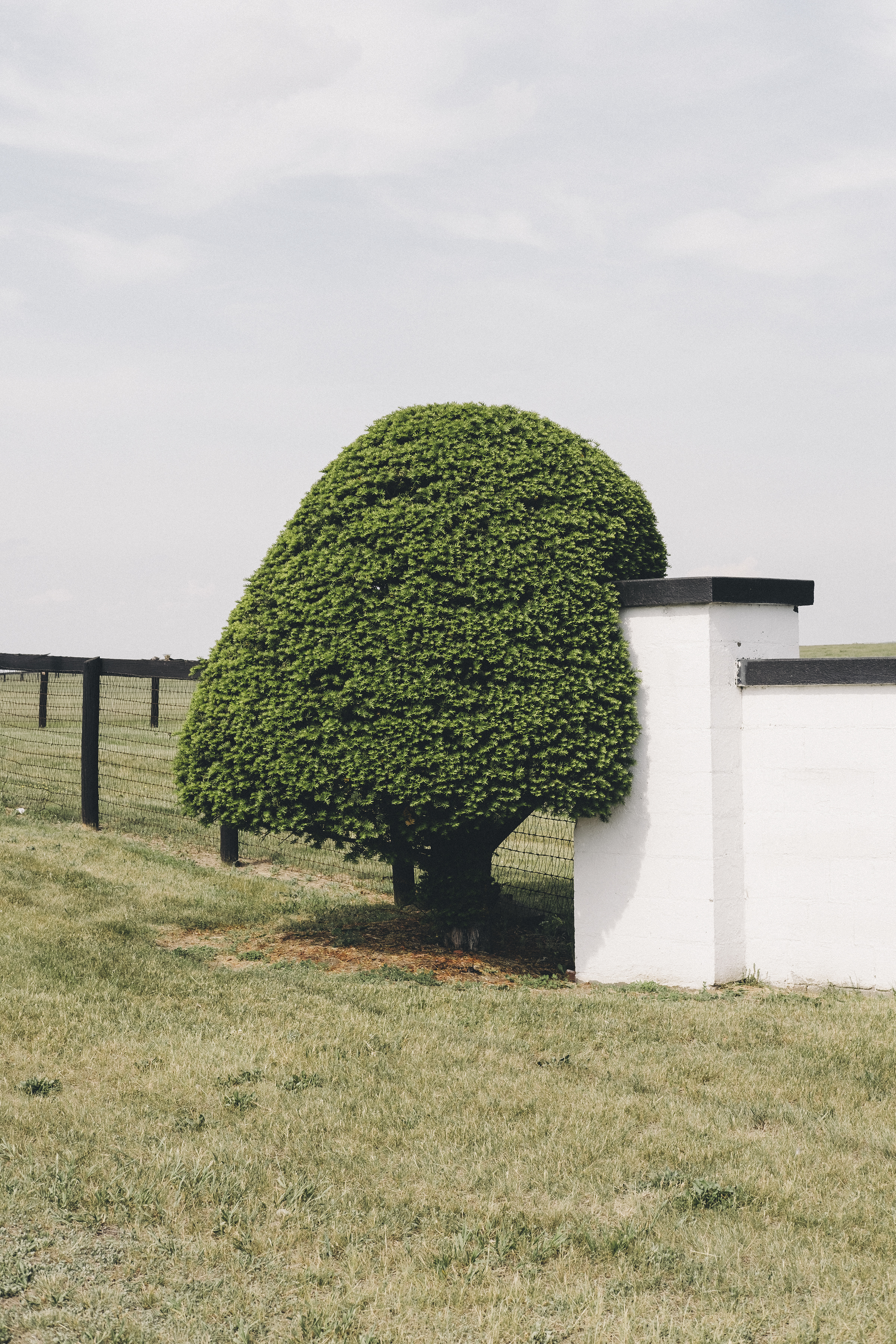 BN_TREE_INDENTED.jpg