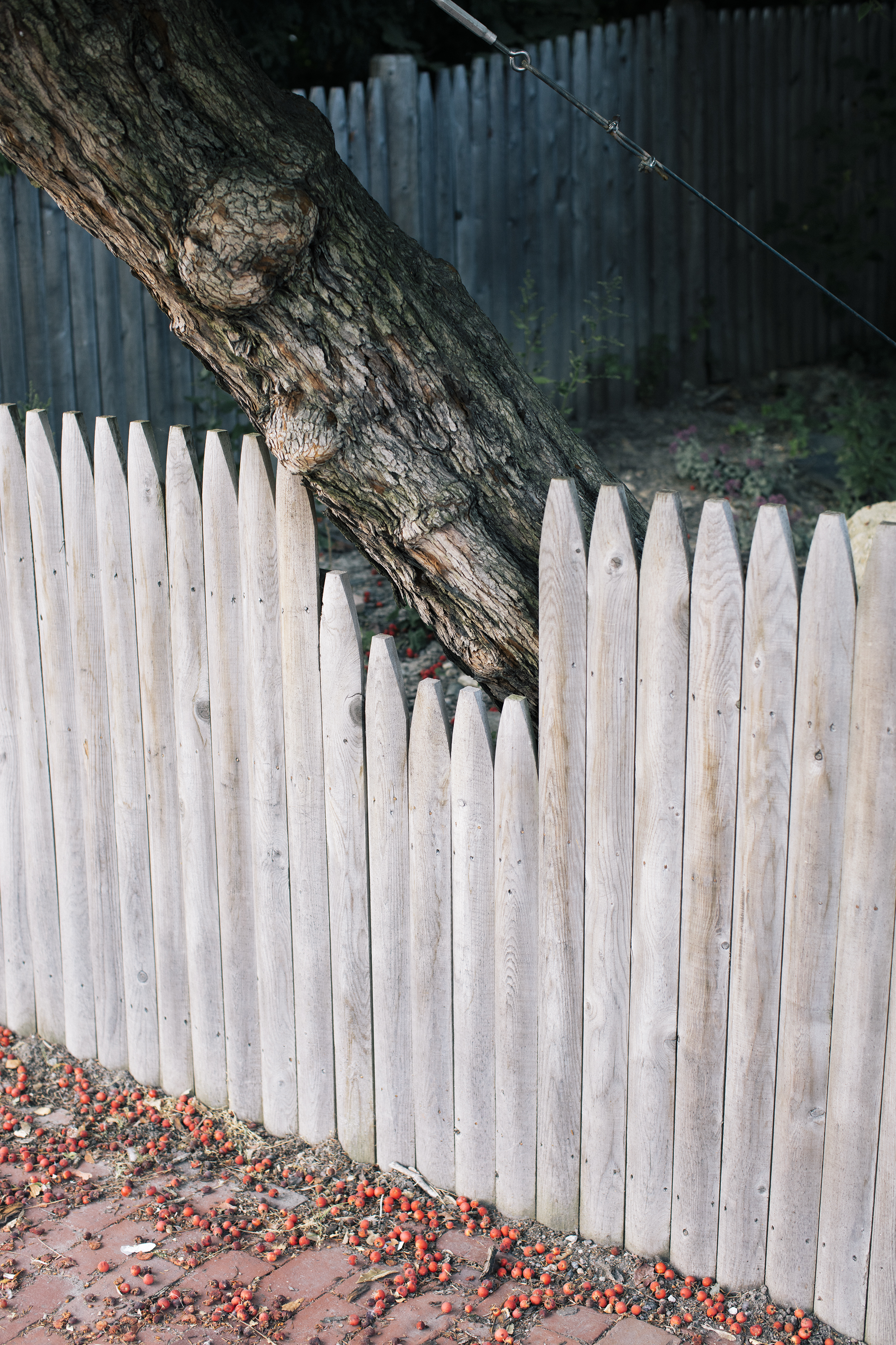 tree_fence_redberries.jpg