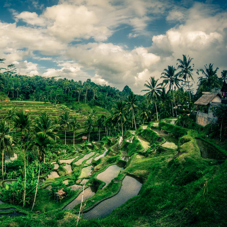 bali.png