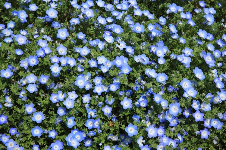 Flax Flowers