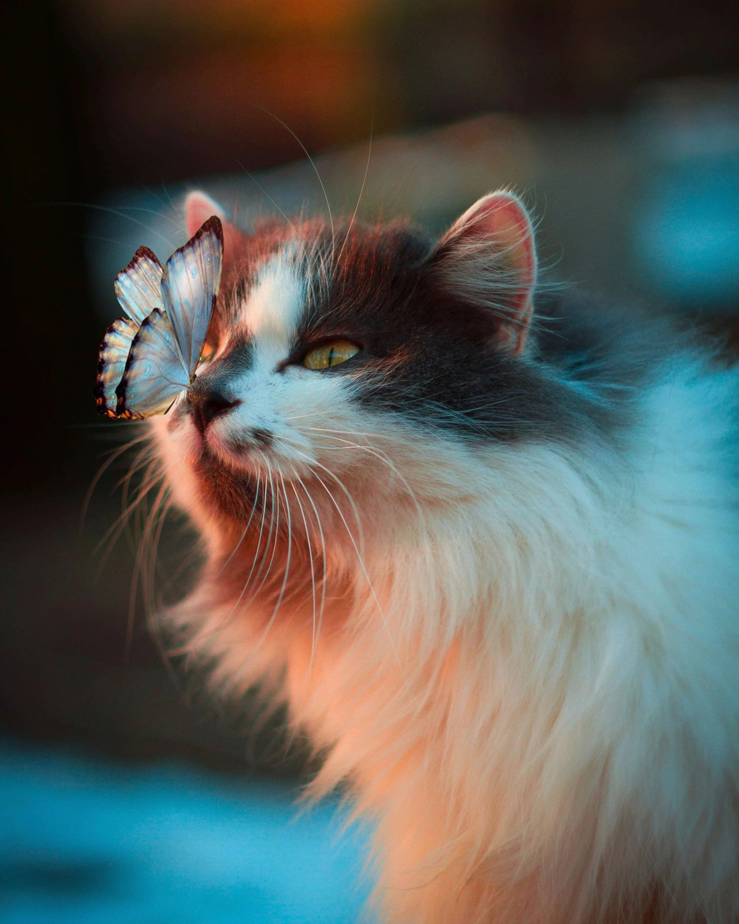 7 Interesting &amp; Eco-Friendly Cat Toys and Products Purrfect for Your Feline Friend