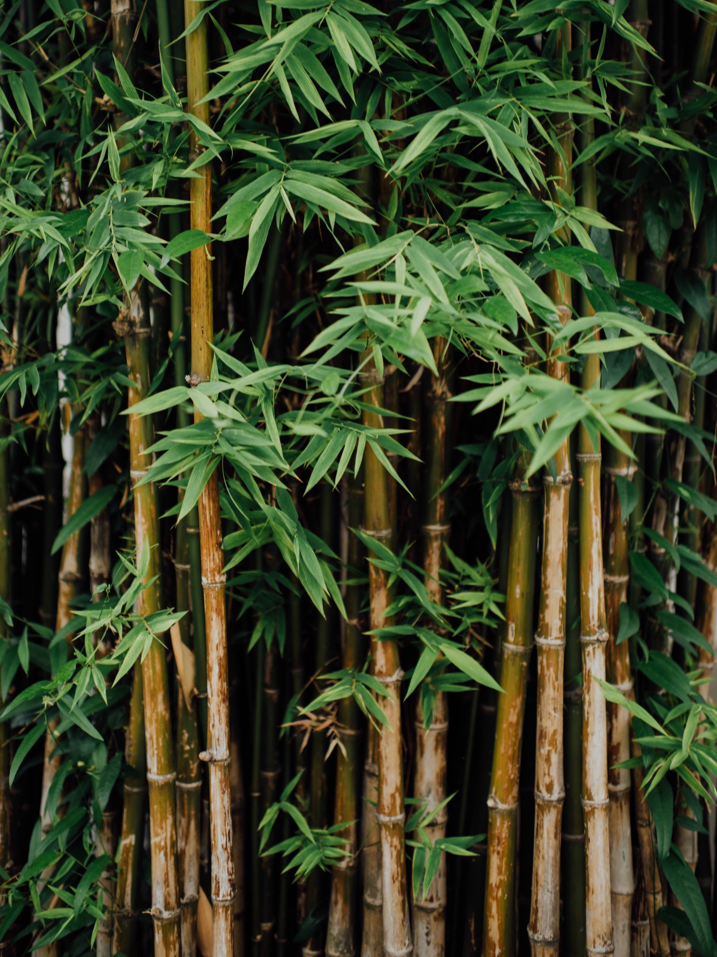Bamboo Love: How one man is using bamboo to change the way we live
