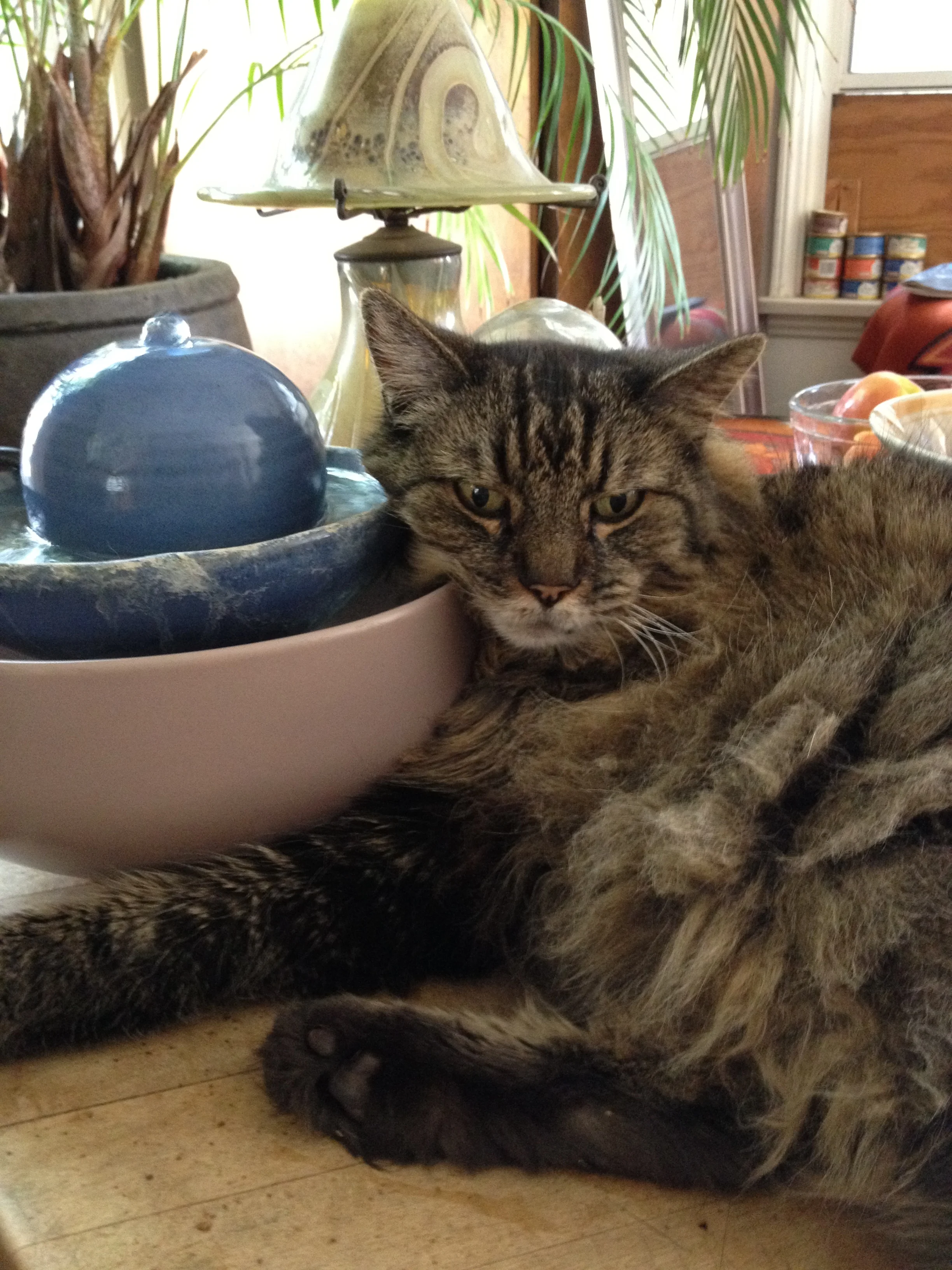 An Angel With Furry Wings:  The Story of Louie