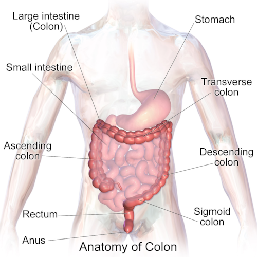 What Is The Colon? — Gupta Gastro