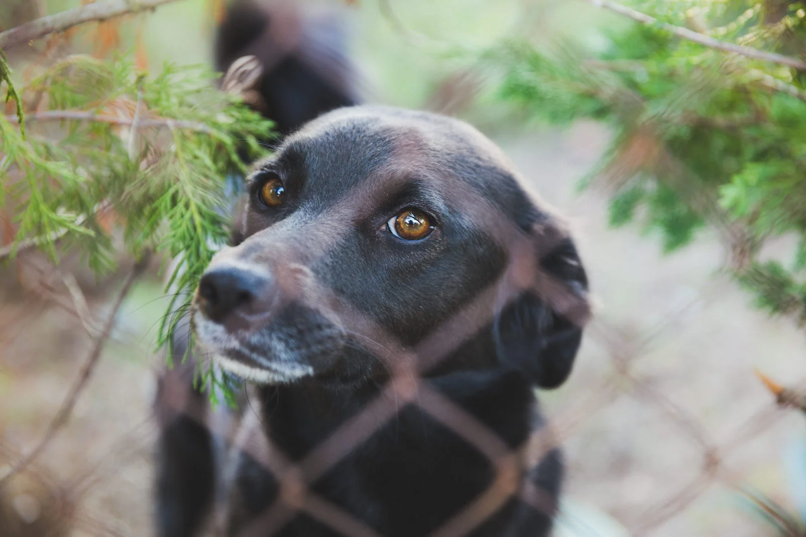 blackdogcloseupbehindfence copy.jpg