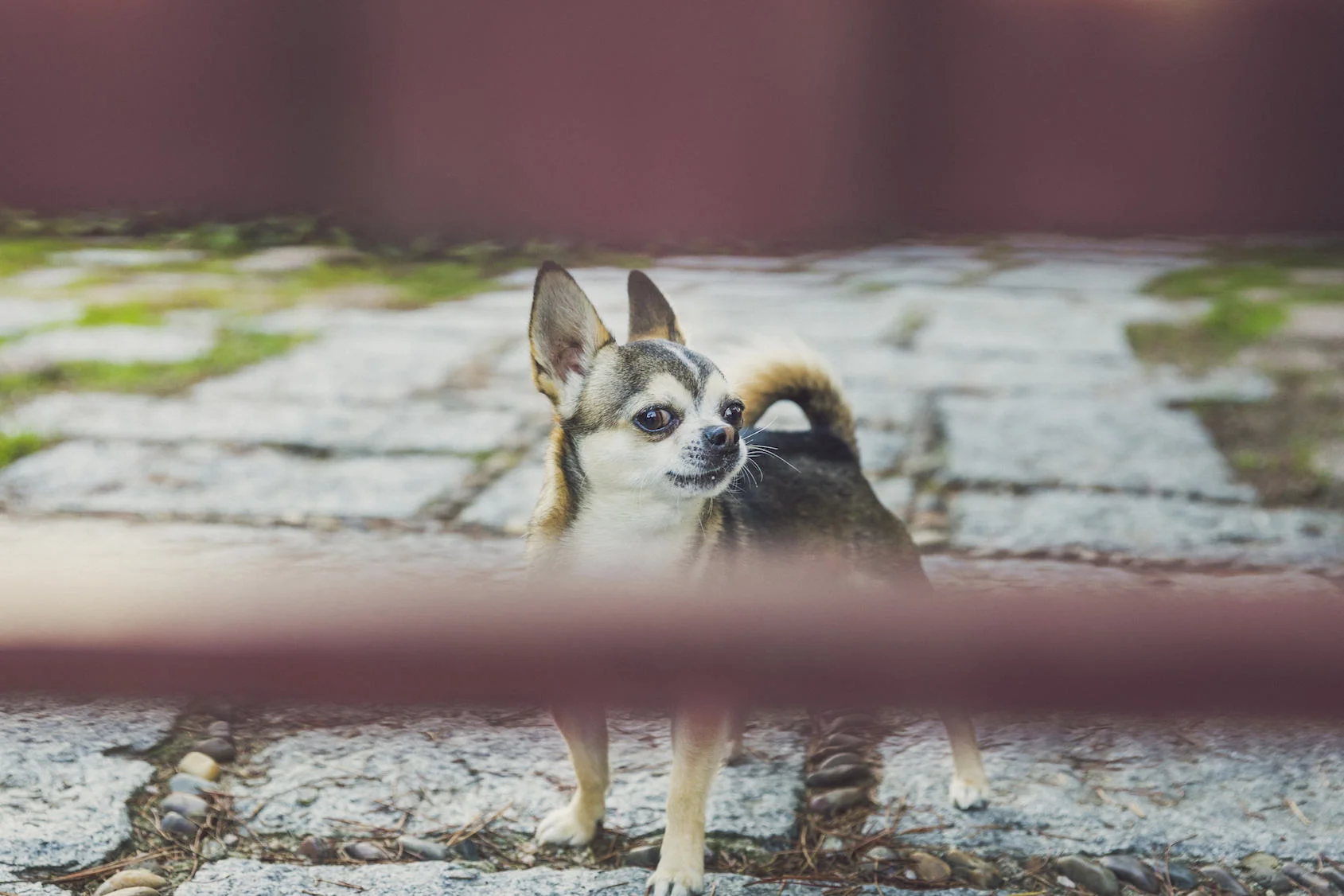 chihuahuacloseup copy.jpg
