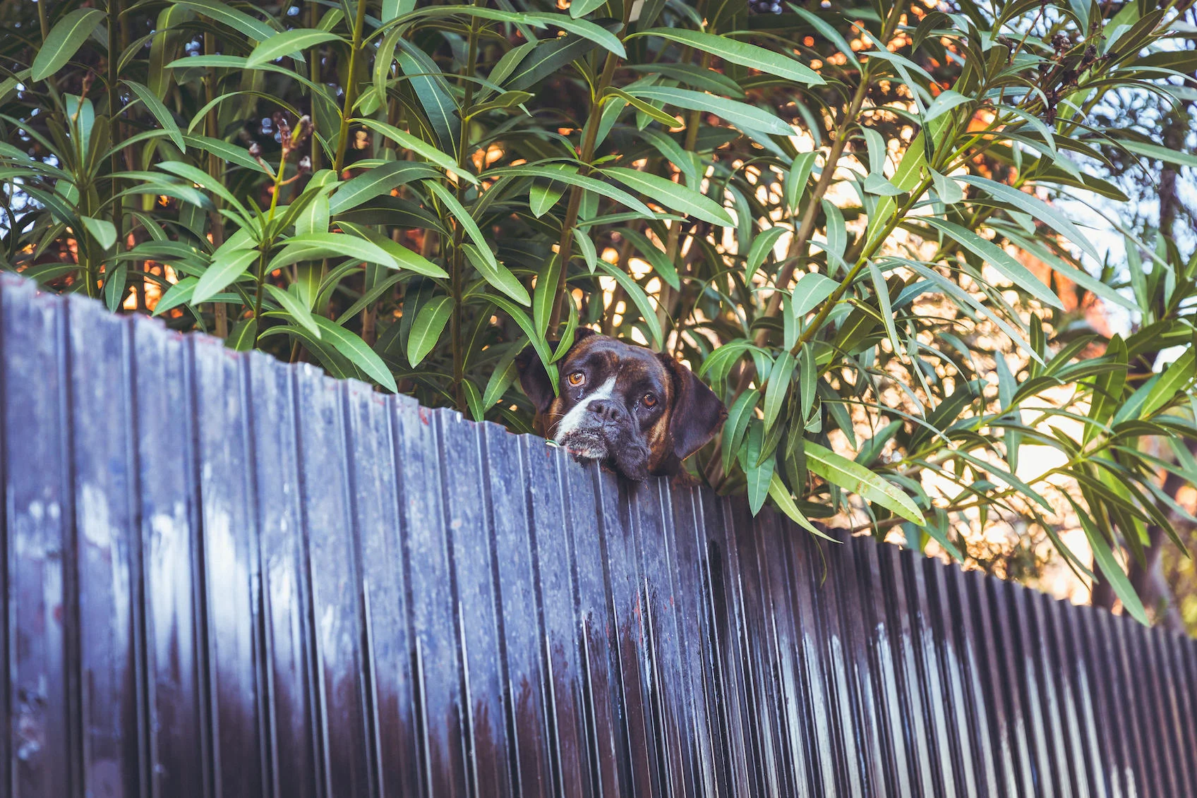crazyboxer copy.jpg