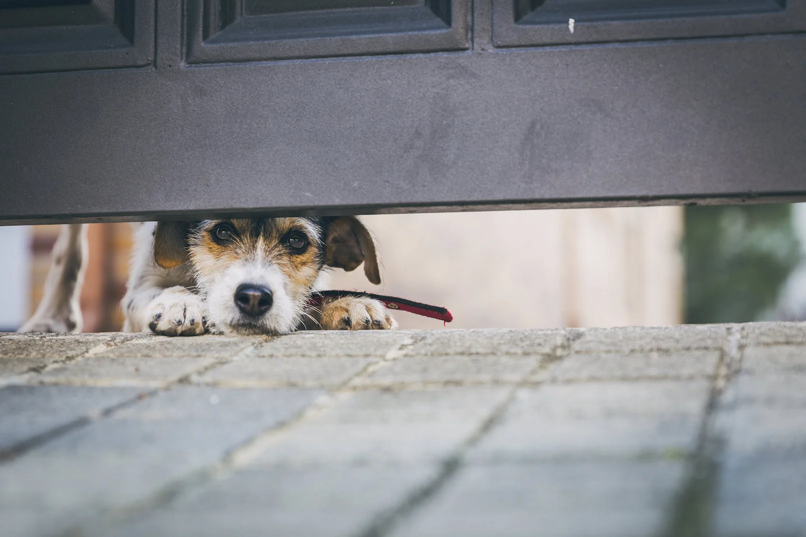 cutiedogincorner3 copy.jpg