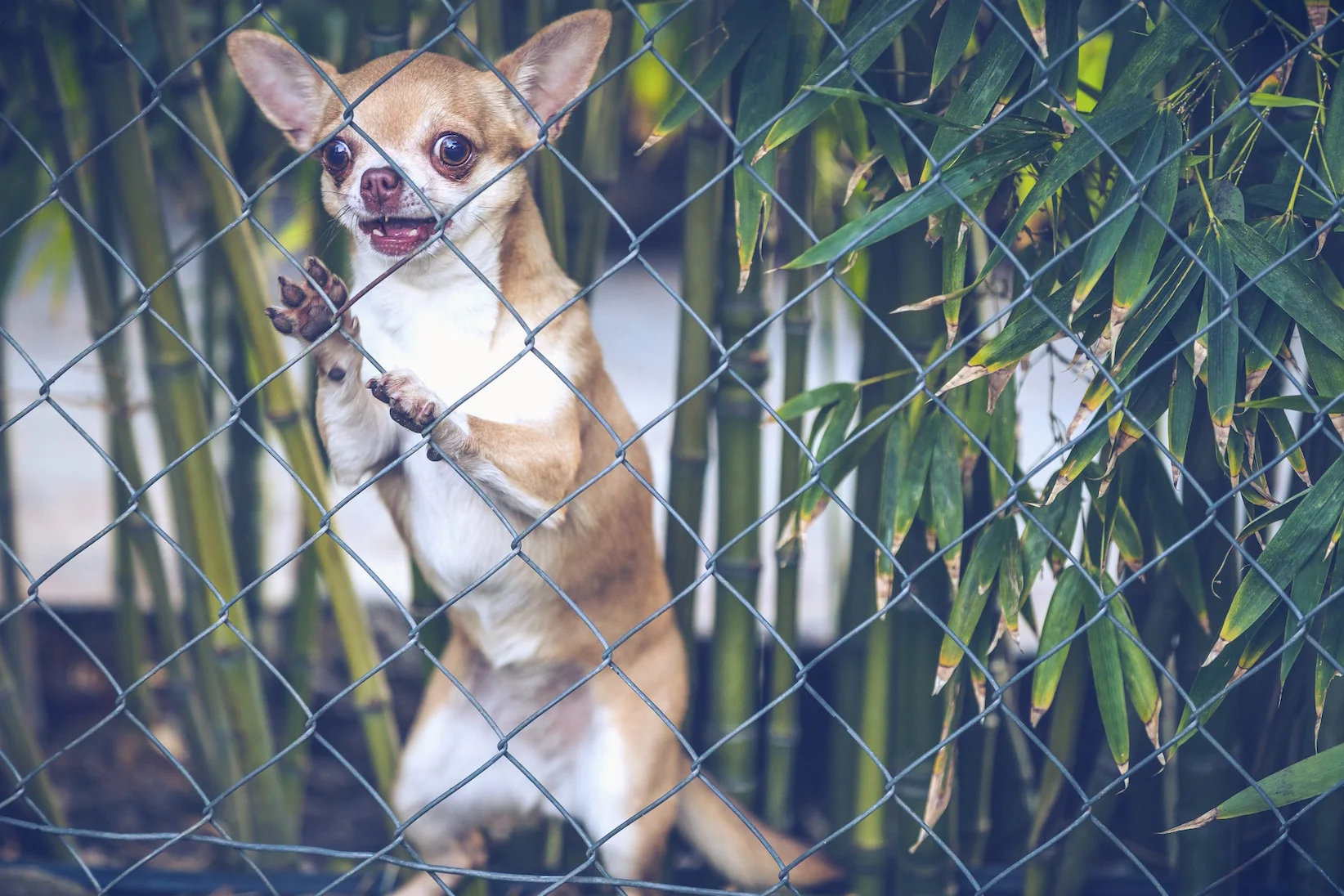 crazychihuahuas1b copy.jpg