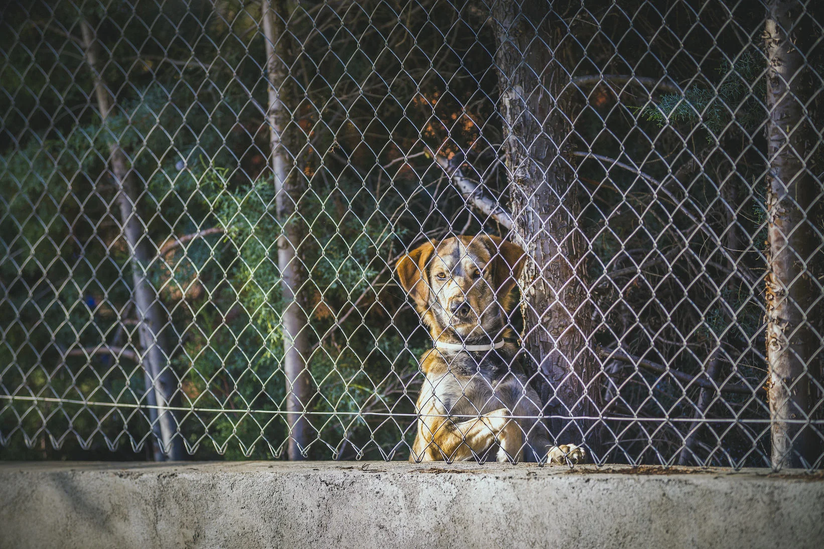 dogstandingbehindfenc4 copy.jpg