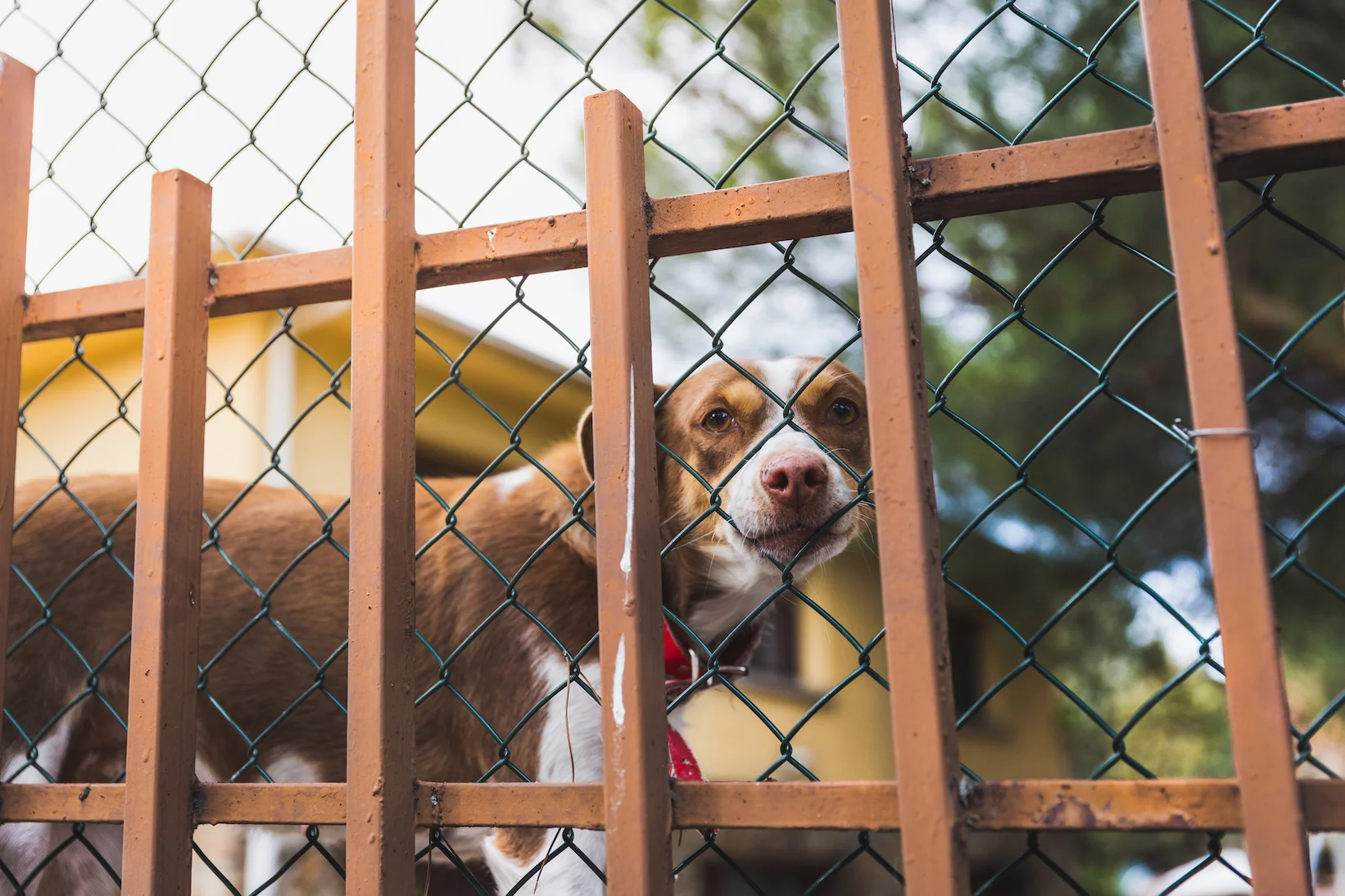 dogstandingonfence copy.jpg