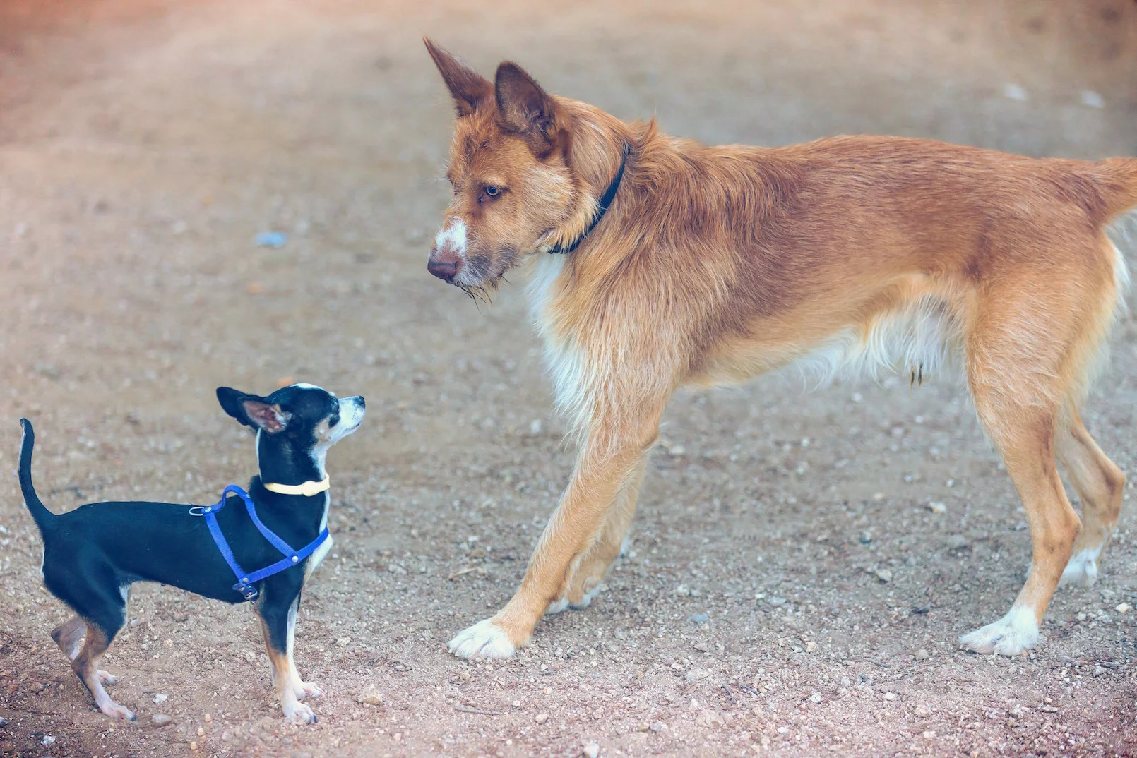 dogstareoff copy.jpg