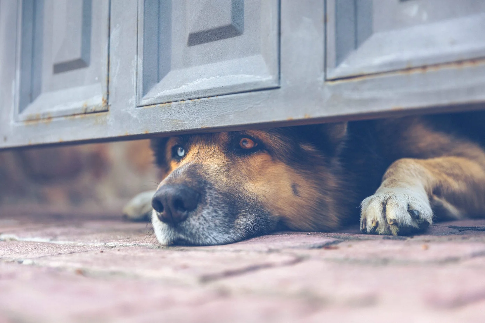 germanshepherdagachada1b copy.jpg