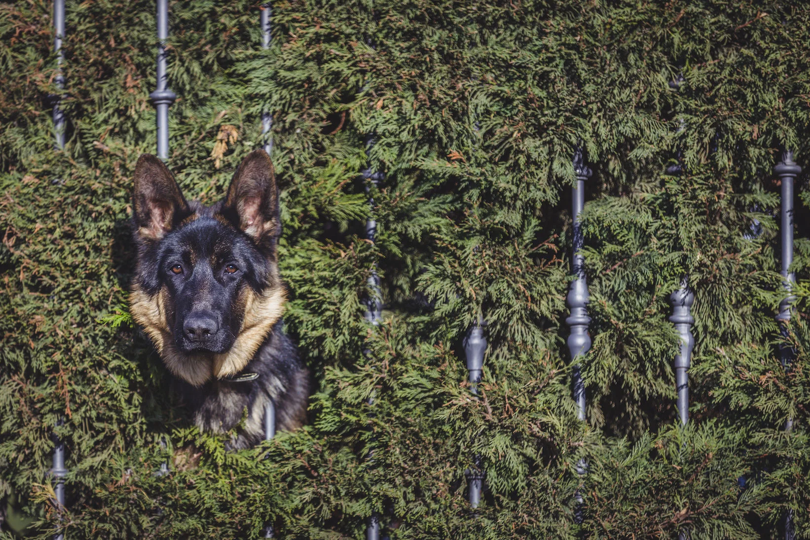 germanshephead copy.jpg