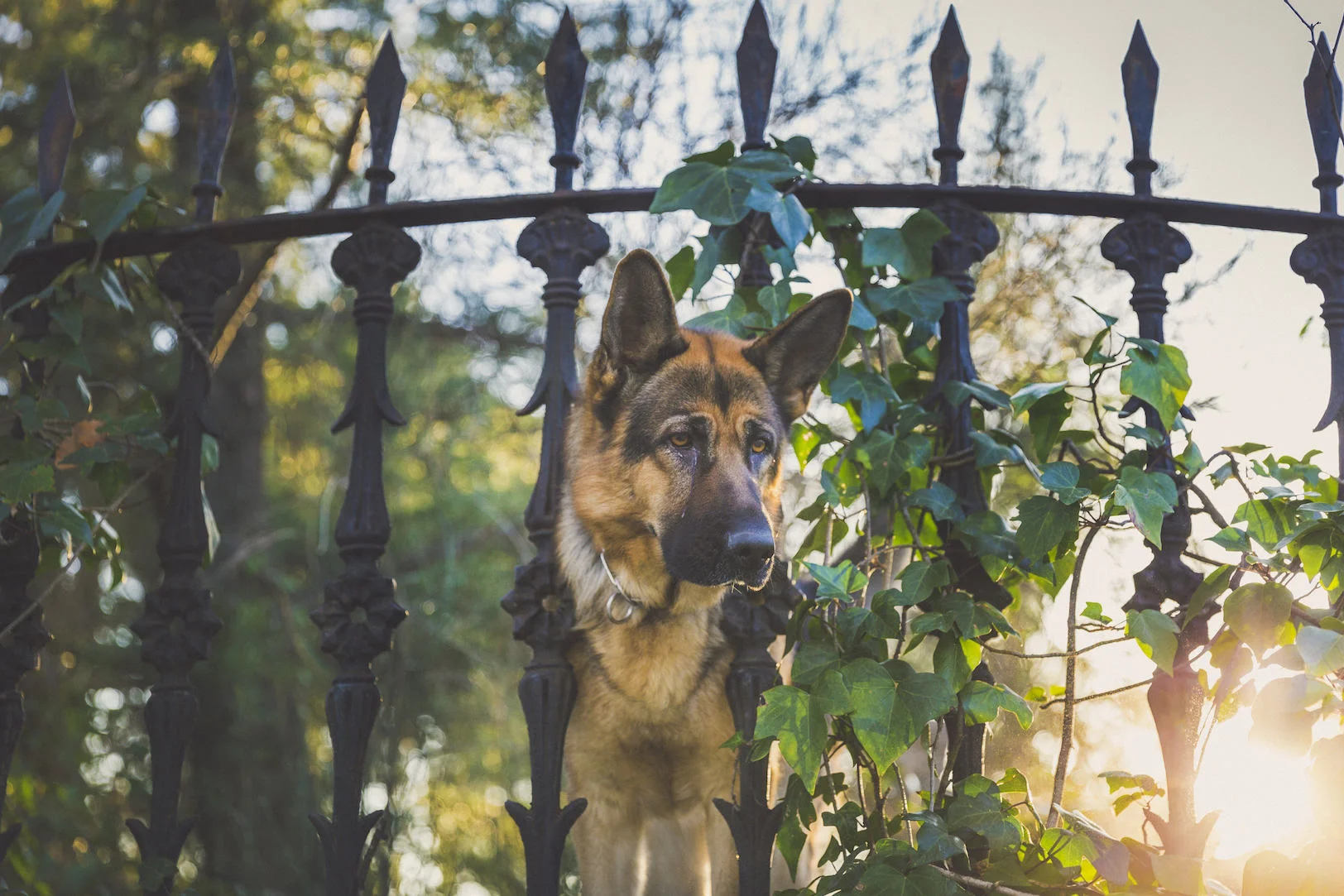 germanshepherdsunset6 copy.jpg