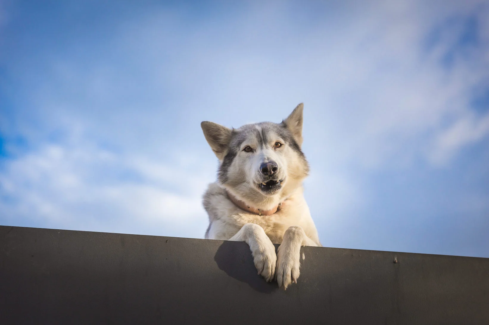huskyfence1 copy.jpg