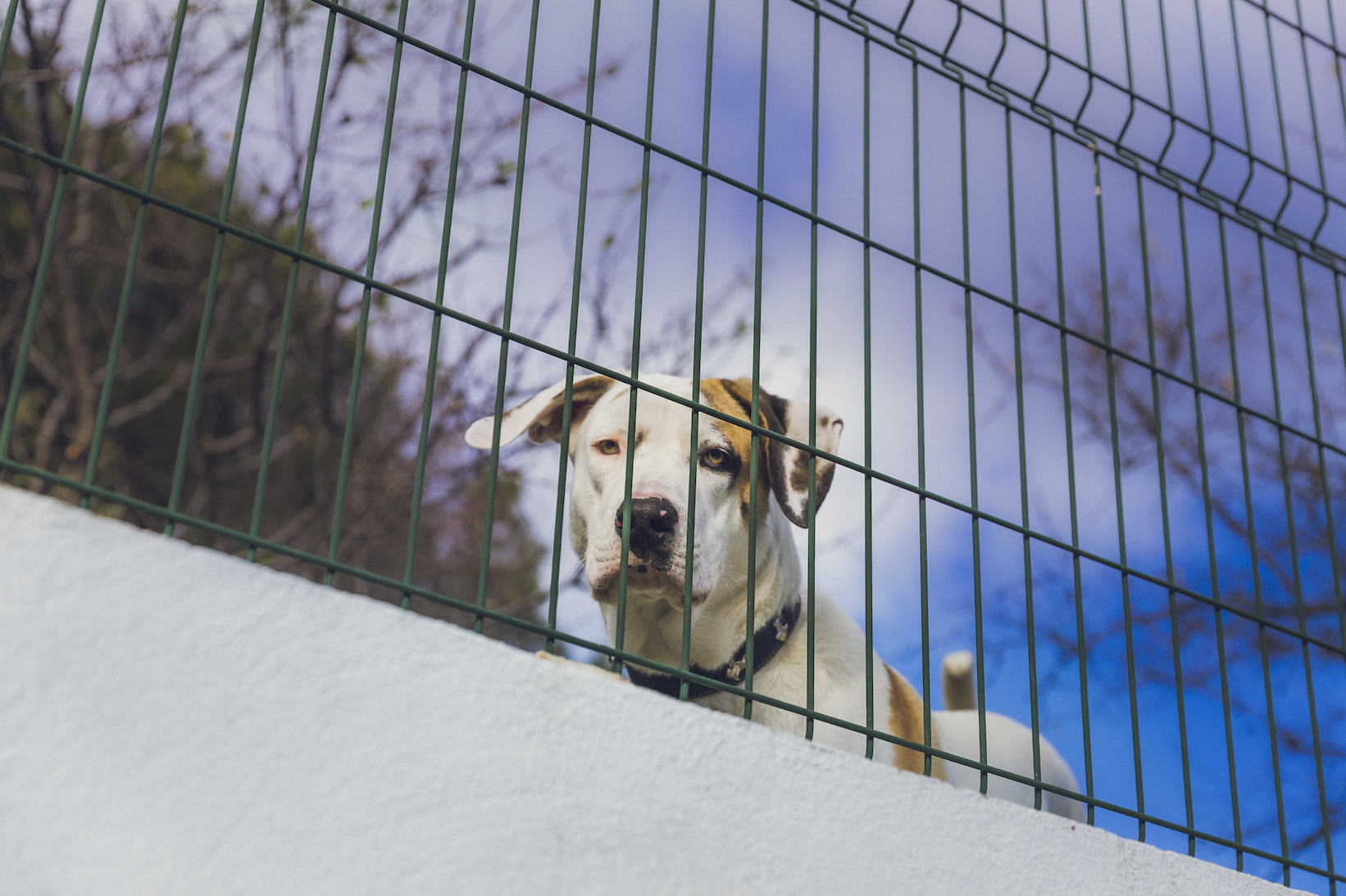 nicedogbehindafence copy.jpg