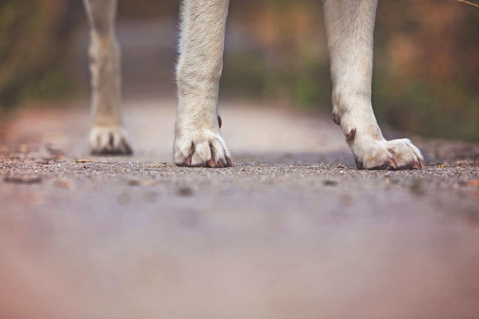three pawsb copy.jpg