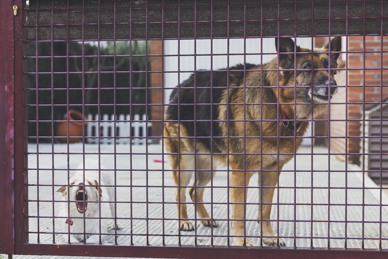 twoannoyingdogs copy.jpg