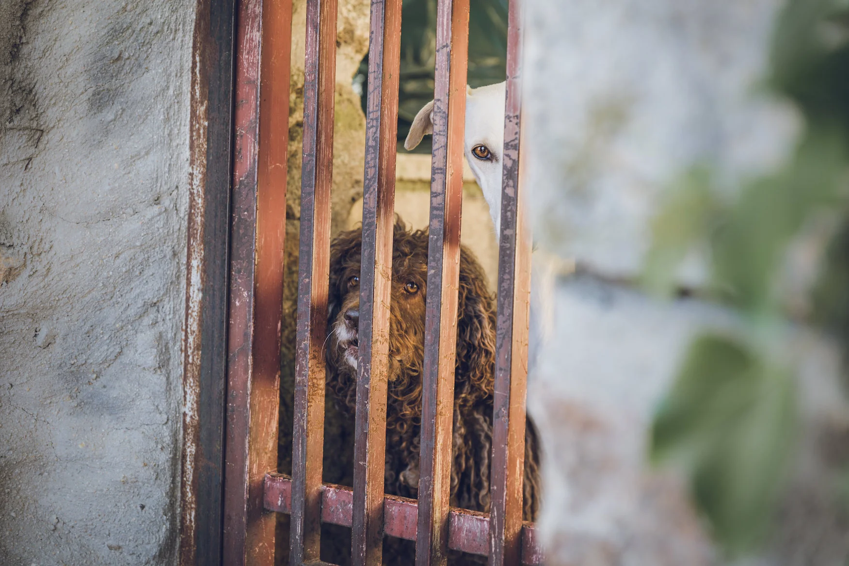 twocooldogsindoor3 copy.jpg