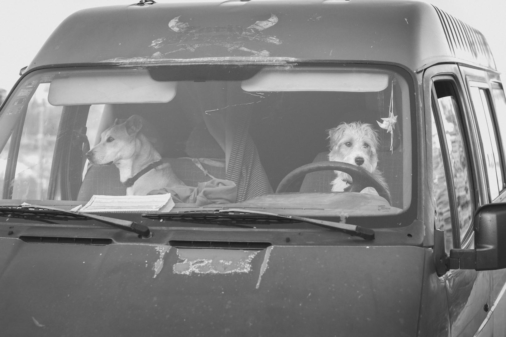vandogs2 copy.jpg