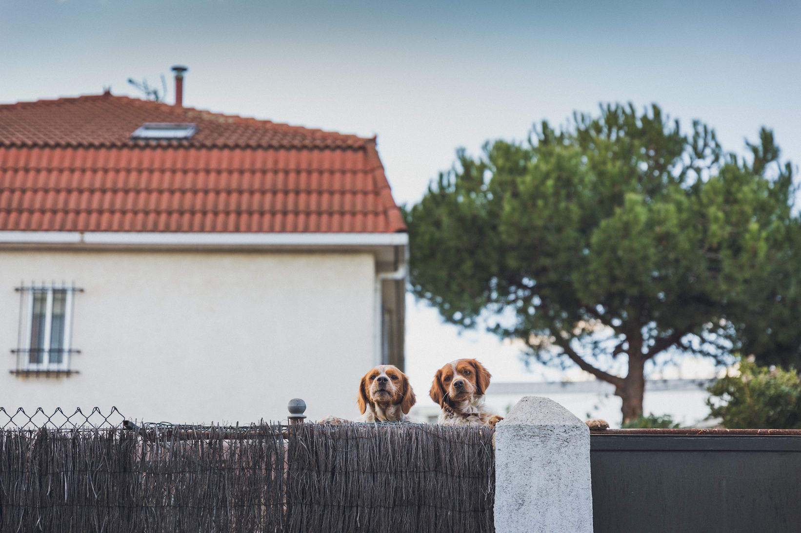 twolittledoggies copy.jpg