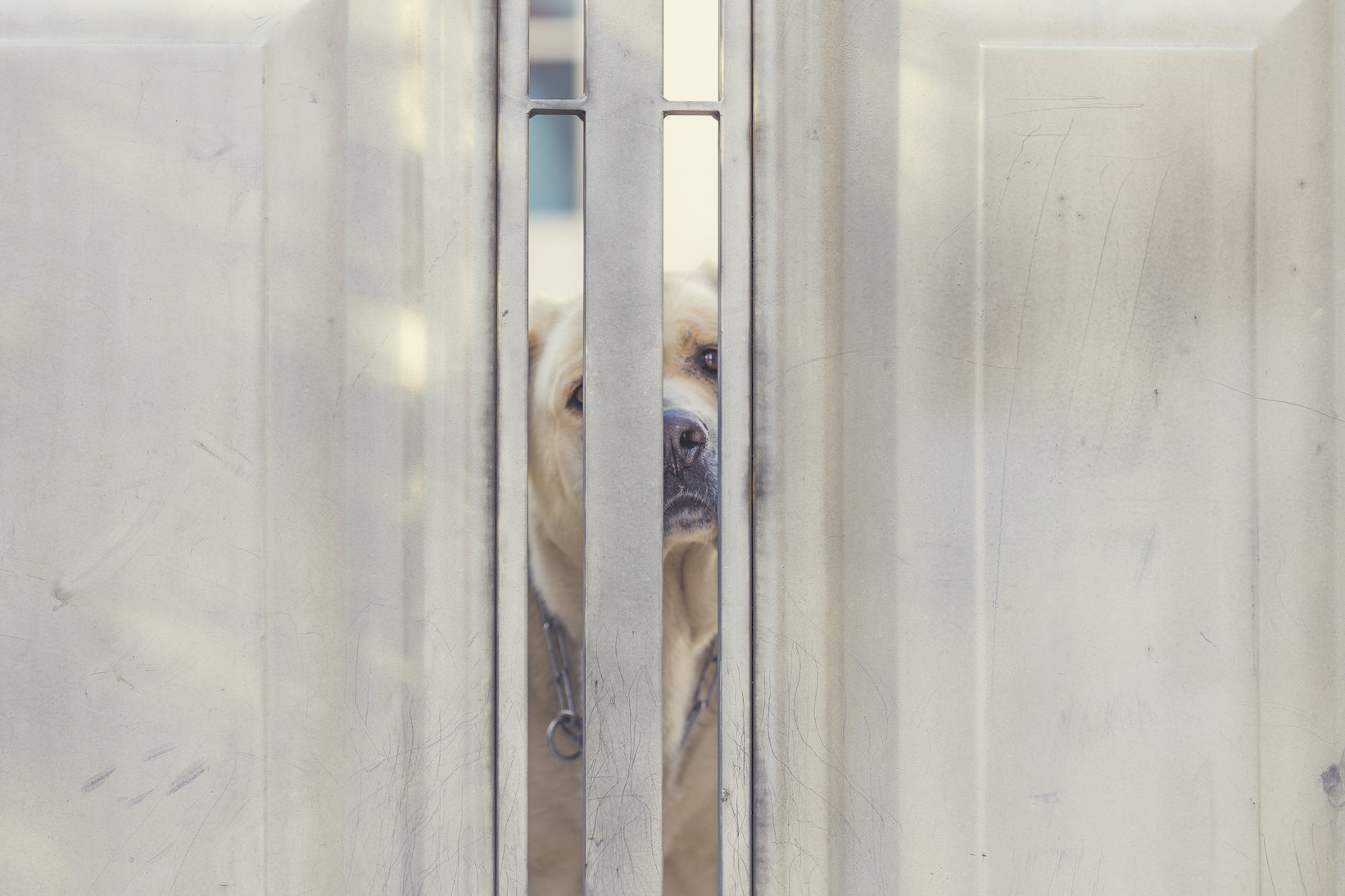 whitedogwhitedoor copy.jpg