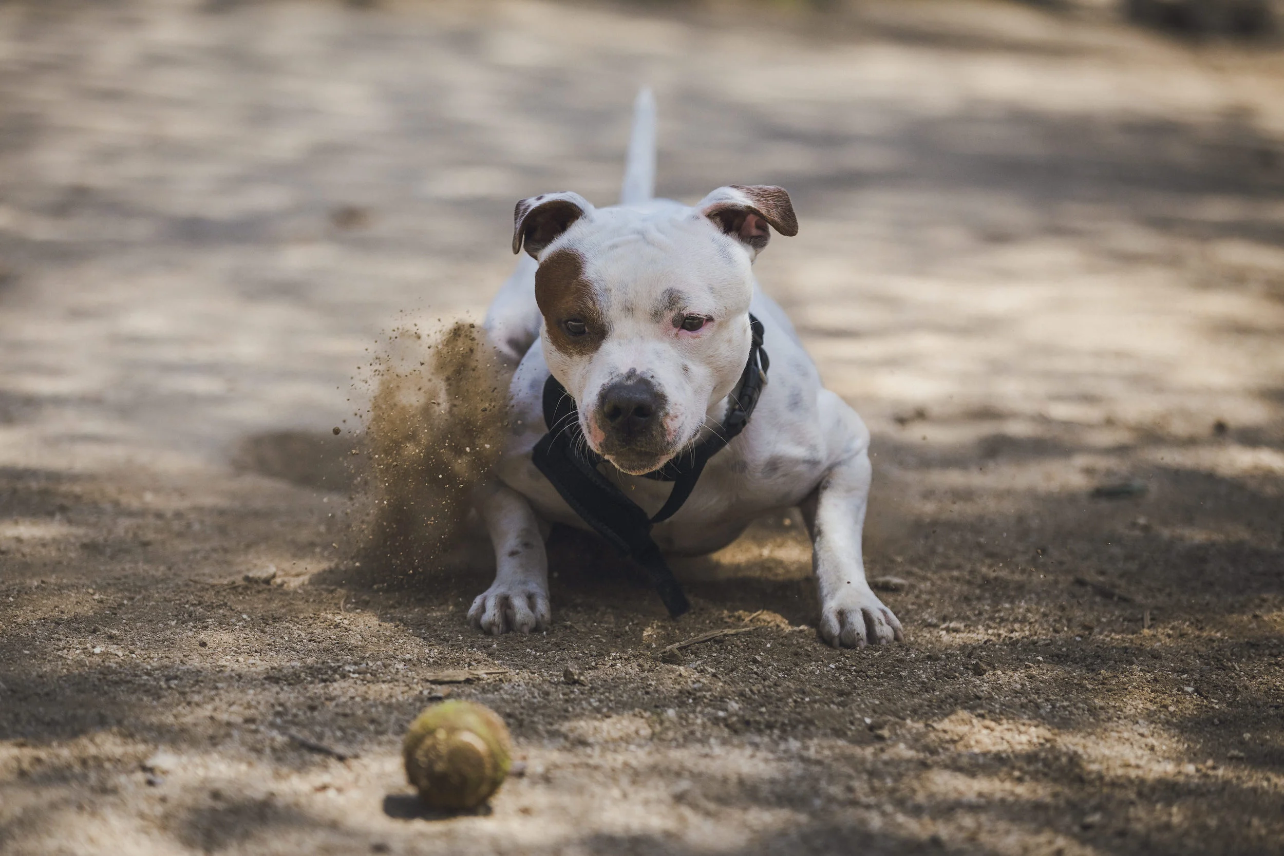 dogpark3 copy.jpg