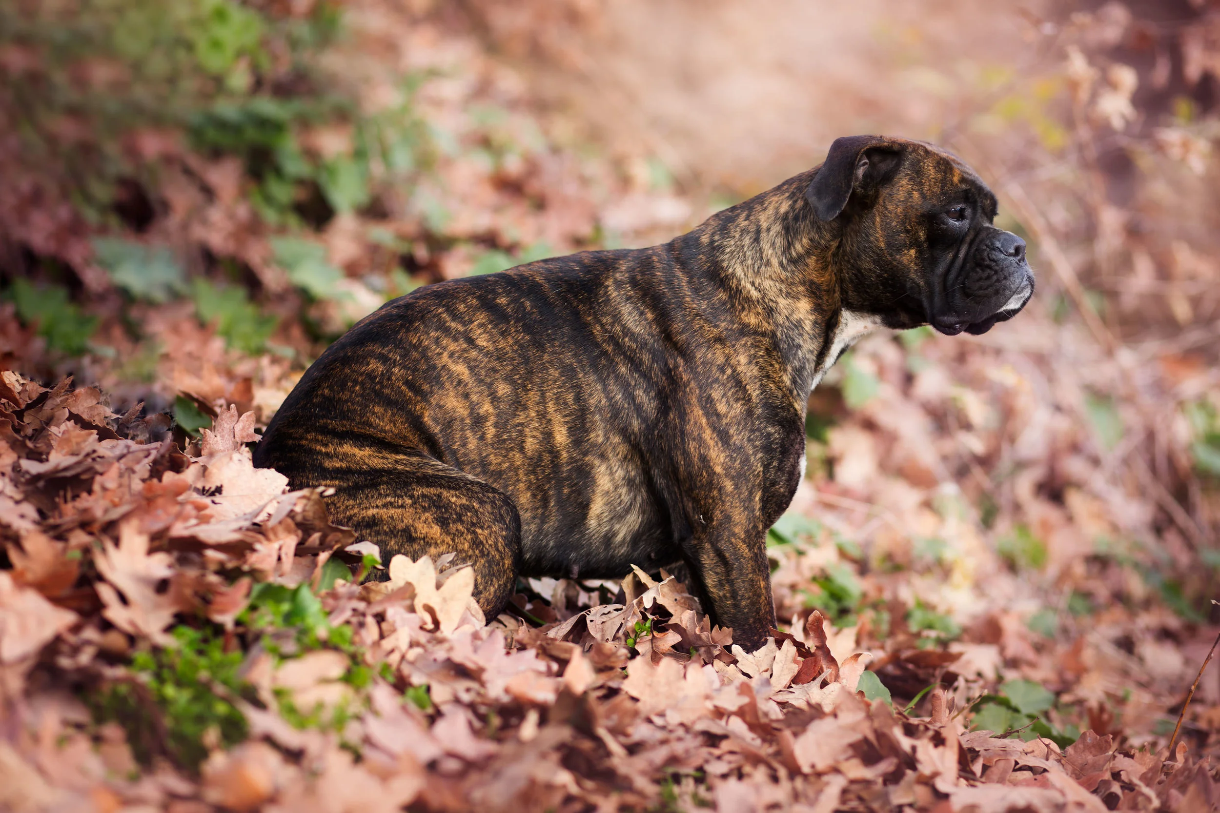 boxer photoshop copy.jpg