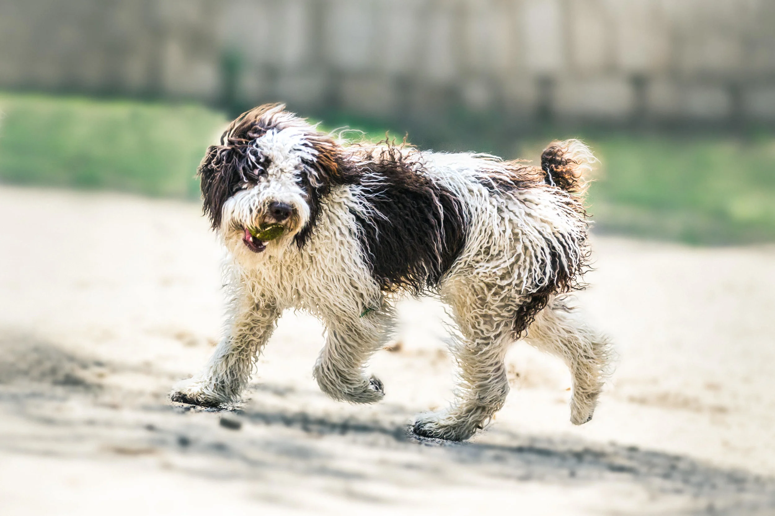 dog edit copy.jpg