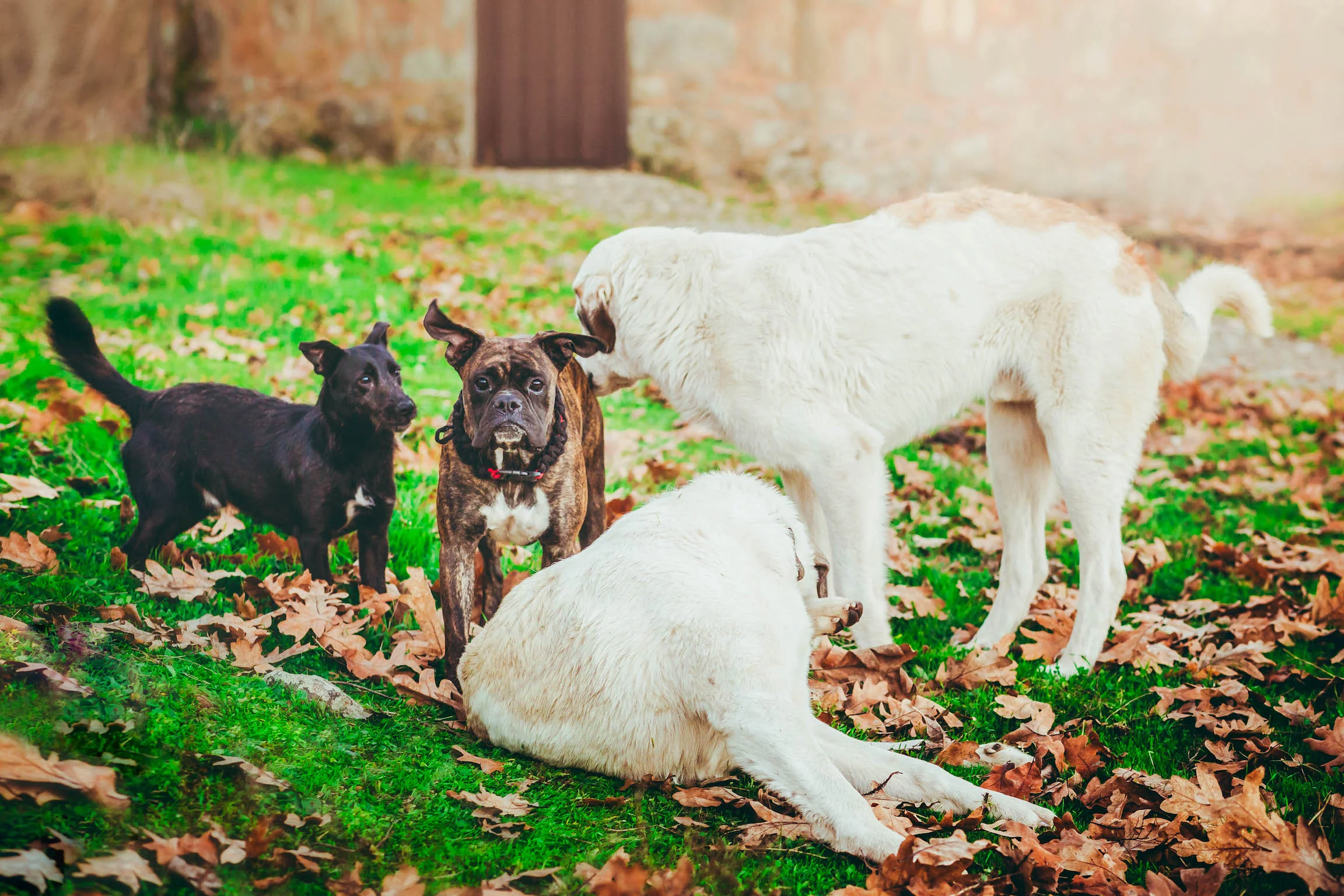 crazy dogs campo small.jpg