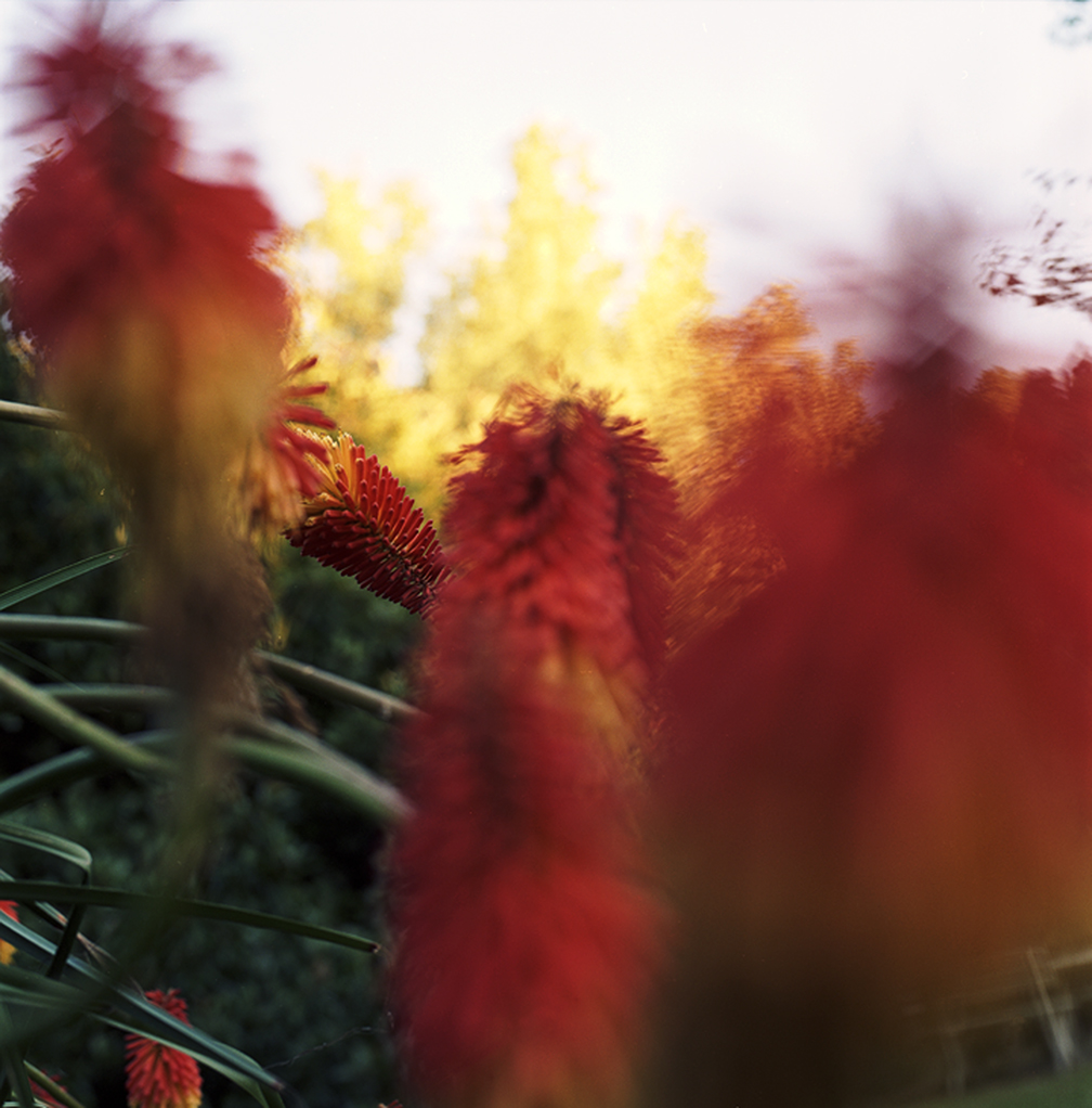 "Fire Pokers", Sydney, Australia 2008