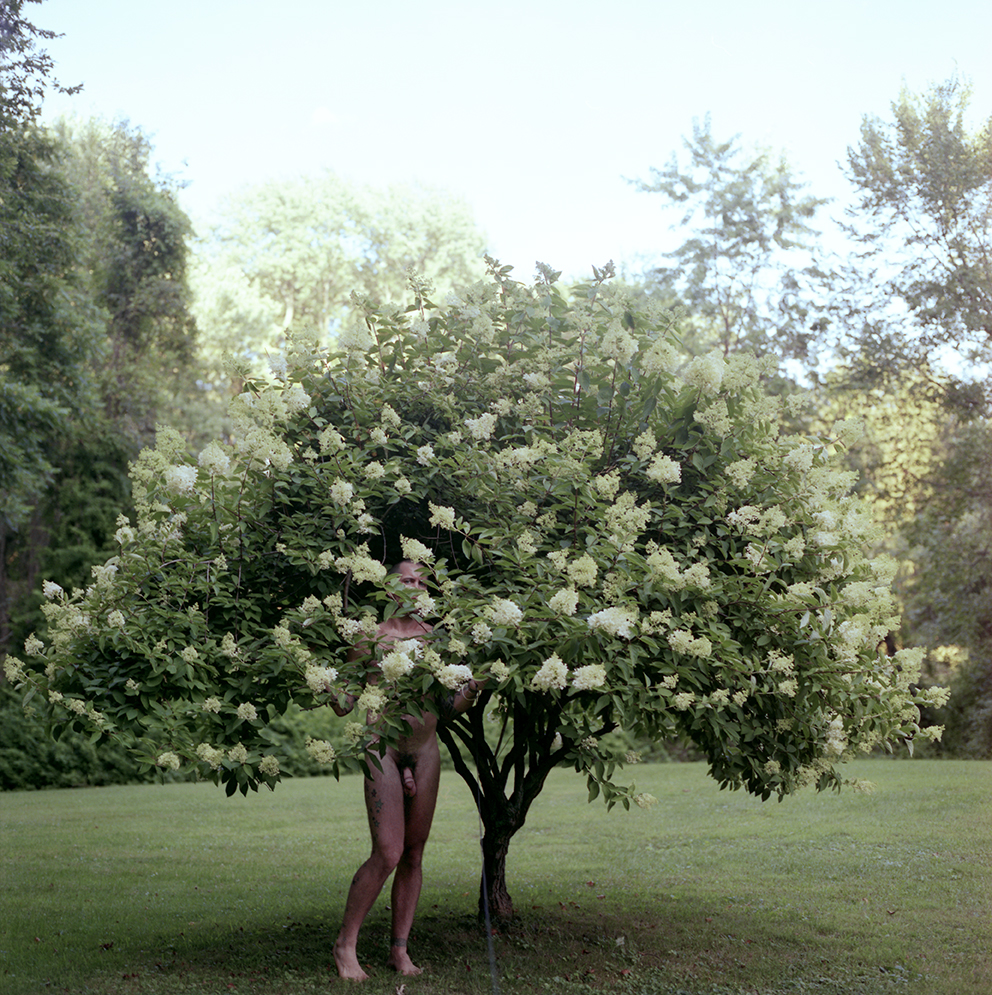 "Hydrangea", Rosendale, NY 2008