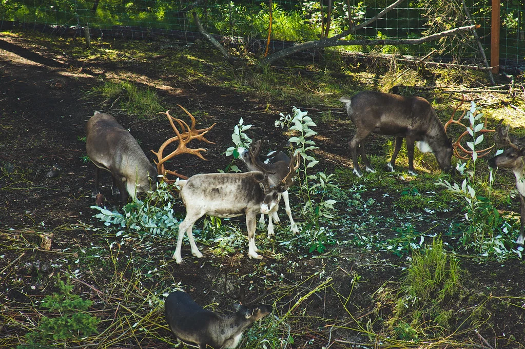 Nature from Alaska Photograph 3