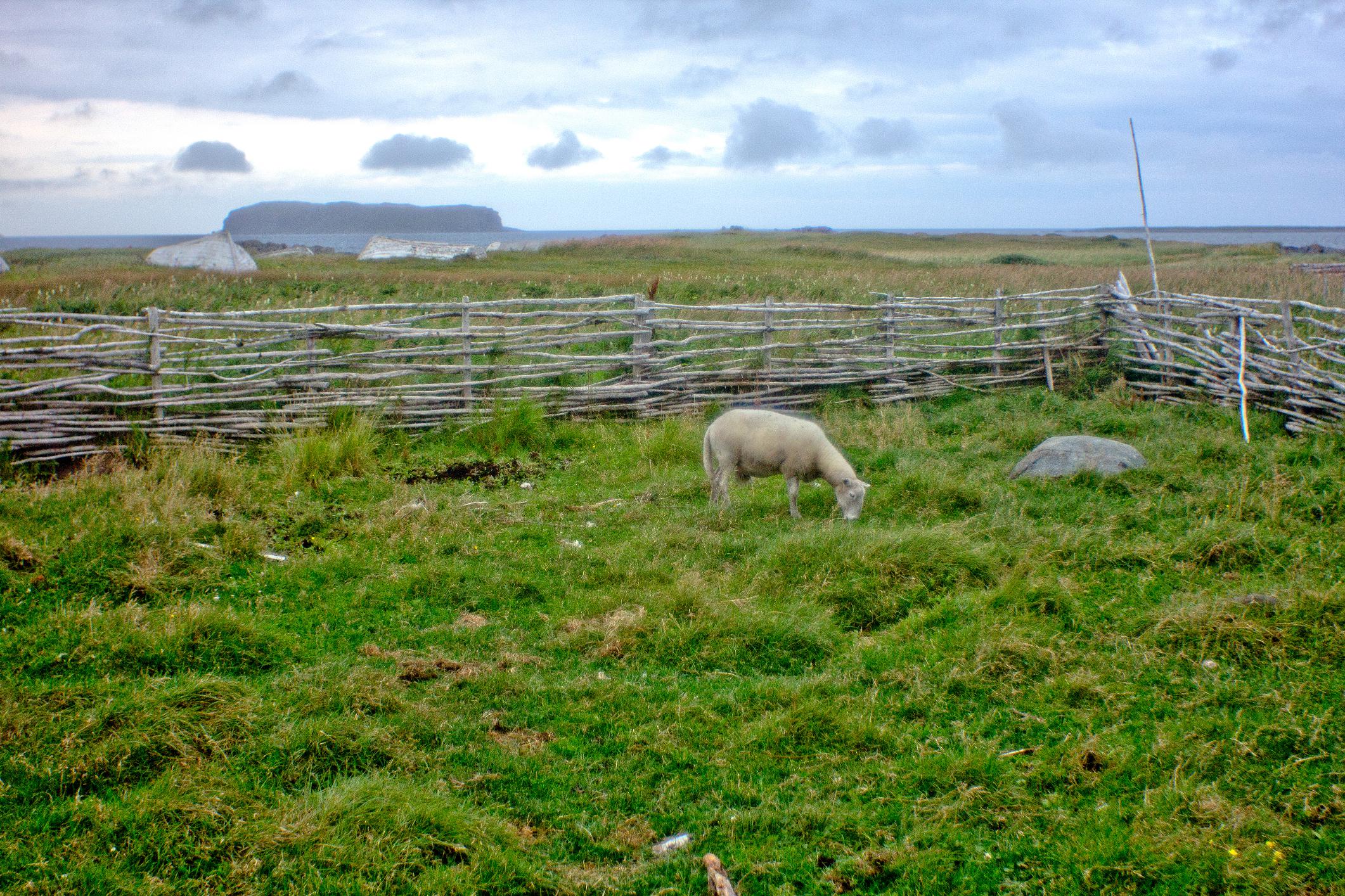 Photograph of Newfoundland 8
