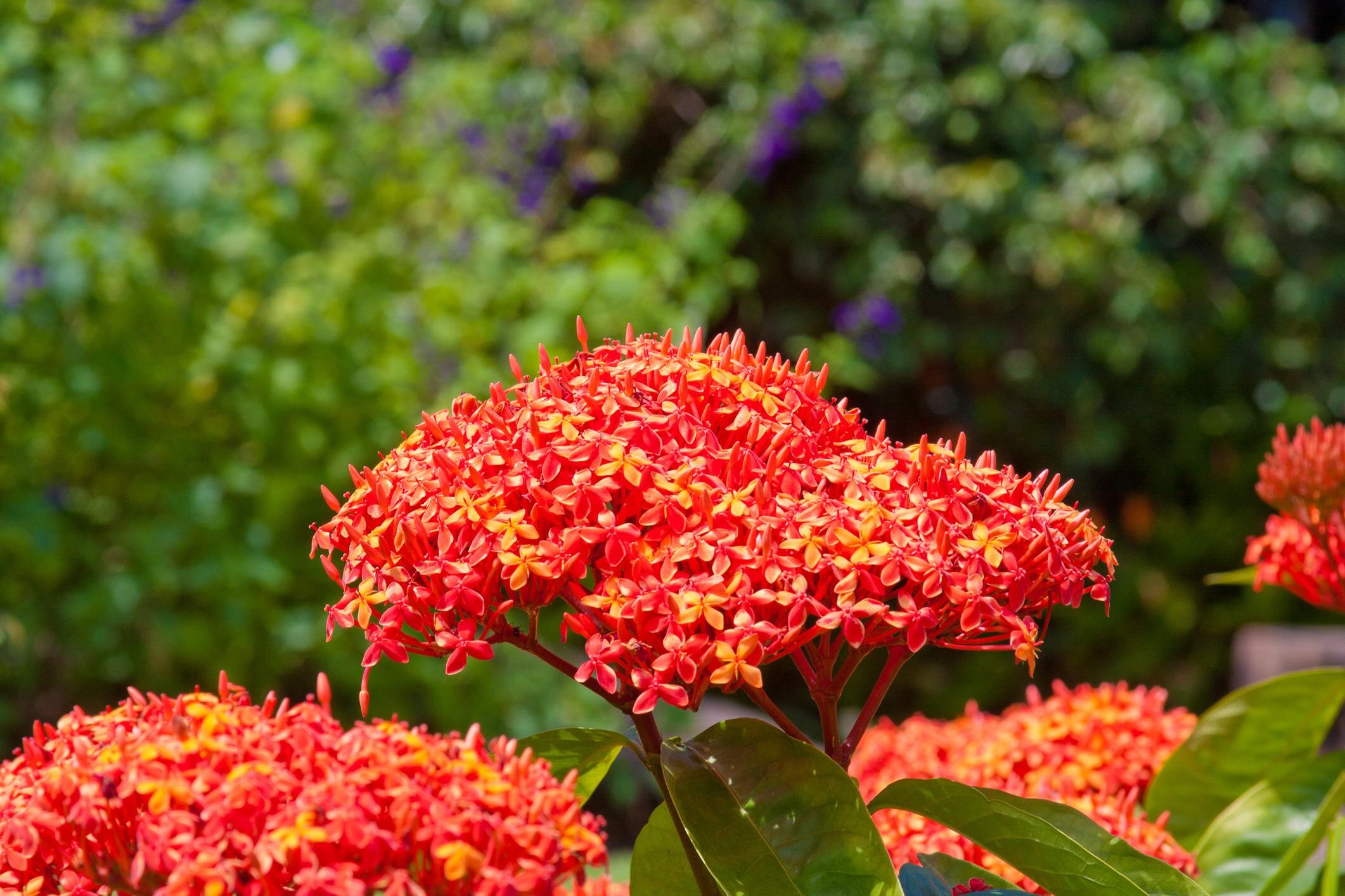 The Master of Art Collectors Edition Sample Photograph 158