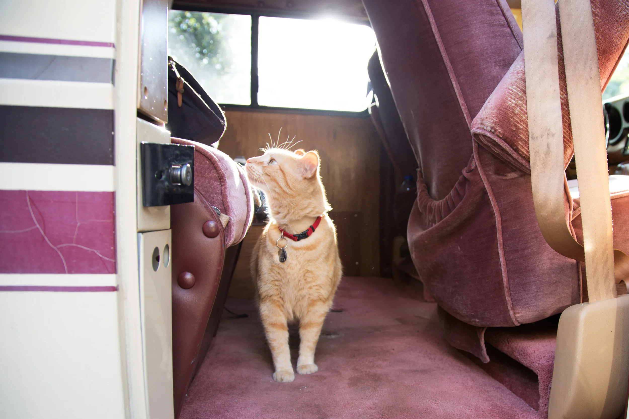 While my van and I were trying to act natural infront of the camera, this cute kitty snuck in to the van like it was hers. She wanders around the area I have been parking in a lot lately. I've named her Goldie.