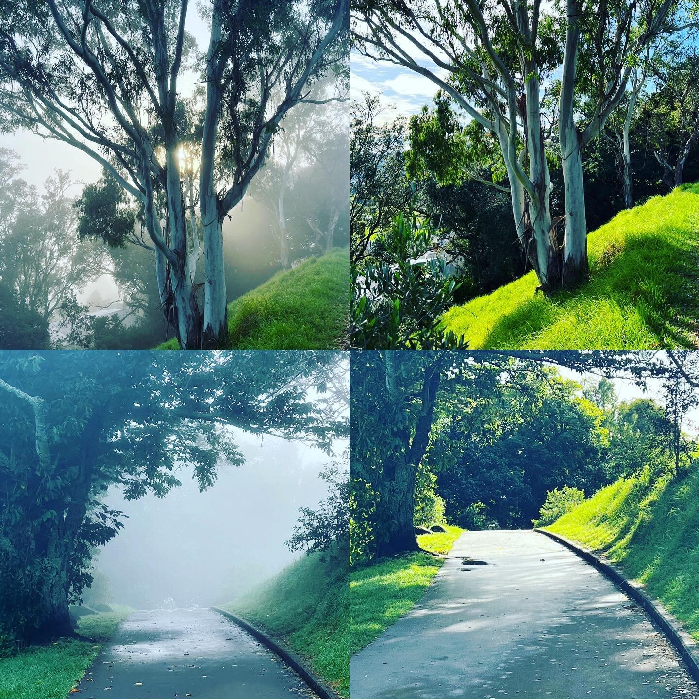 When the fog lifts &hellip; hello sunshine. Hello indeed. #fog #trees #journey #gratitude #thankyou #geraldine #tremble