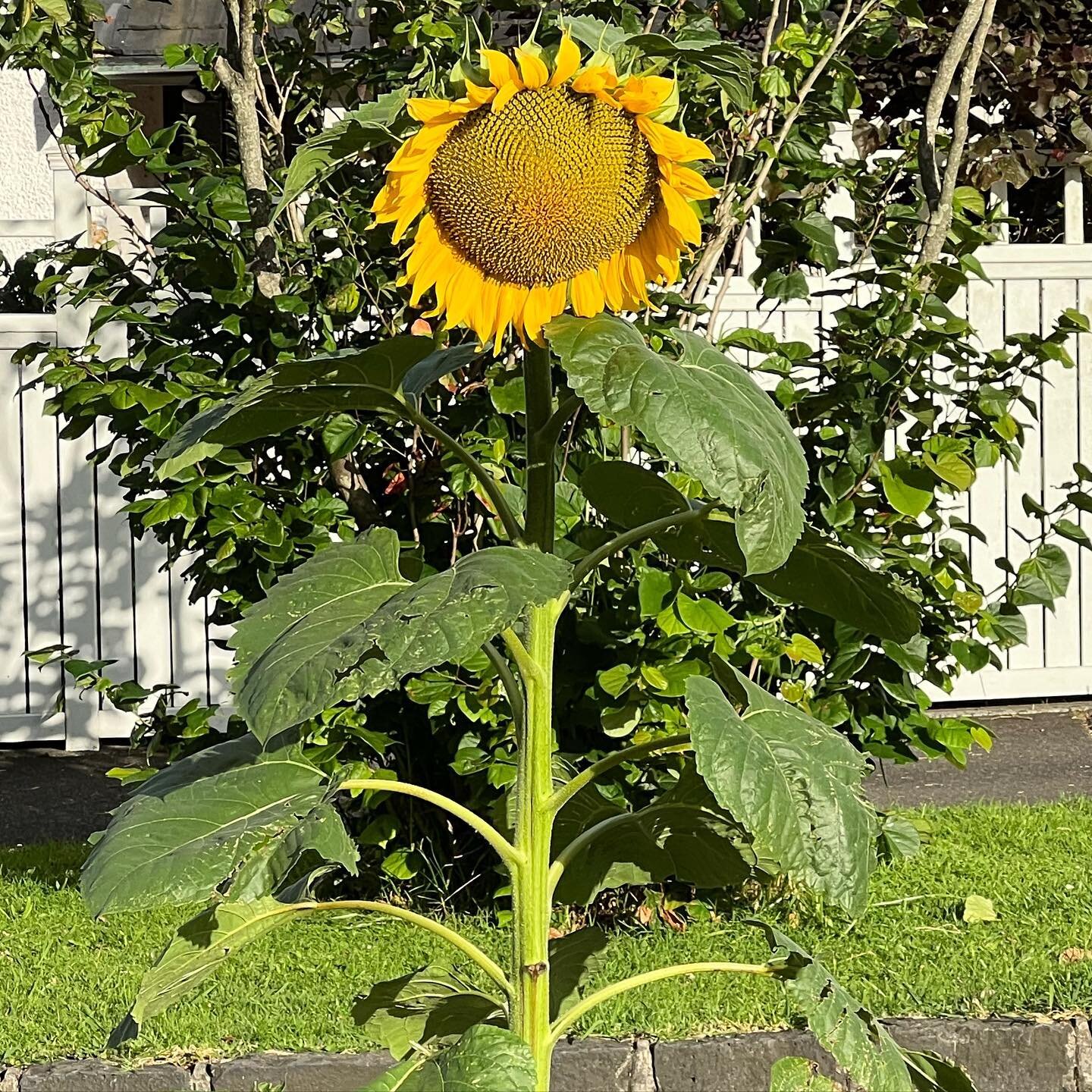 I dunno&hellip; this is just kind of perfect to me. #sunflower #sunflowers🌻  #perfect