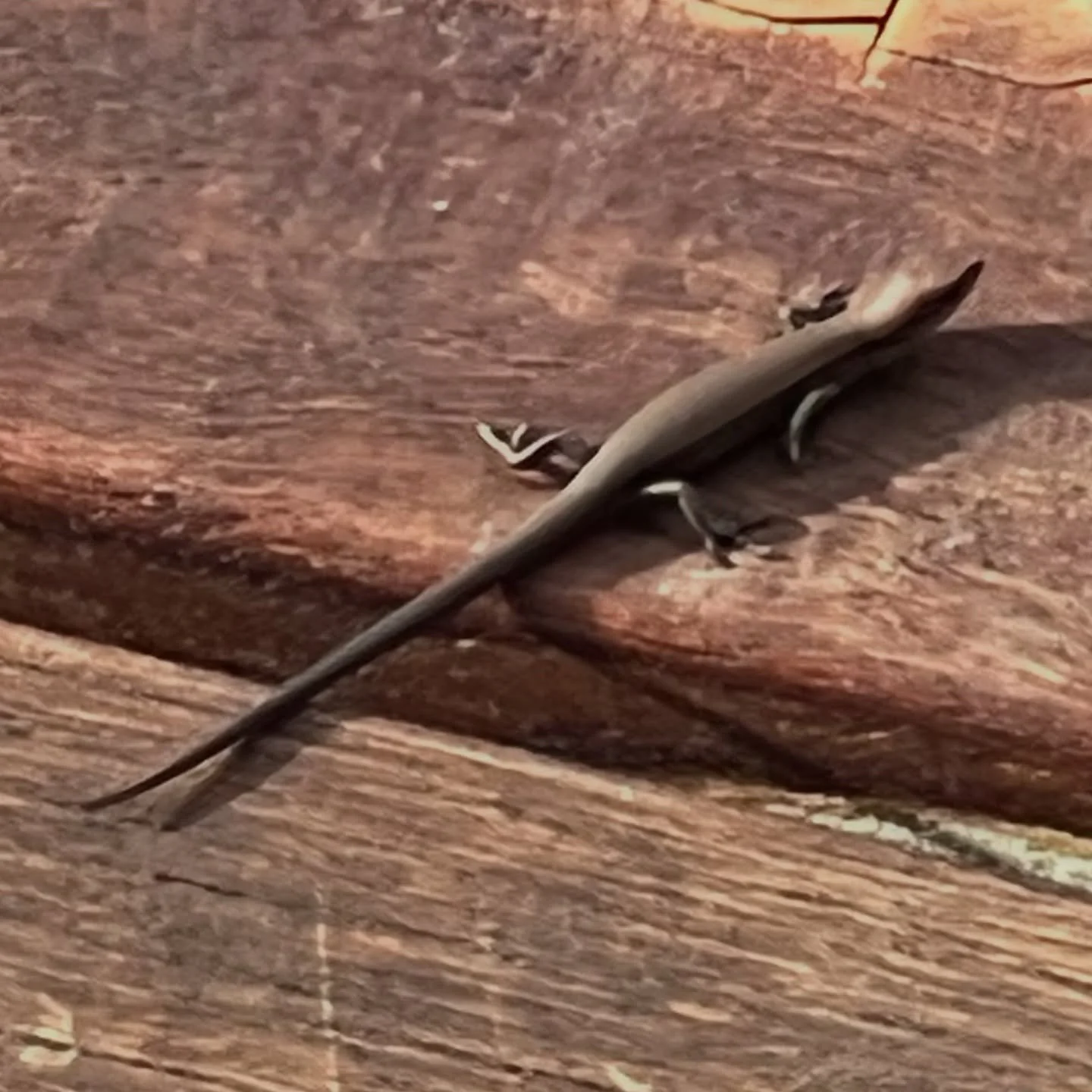 🦎Turns out I have a lot of these critters running around my house… mostly outside. Today however I saw one scurry under my bed… my new house friend I guess . #skink #lizards #goodluck Does anyone know what they eat? 😂🥰🌟🌻🌝🌙