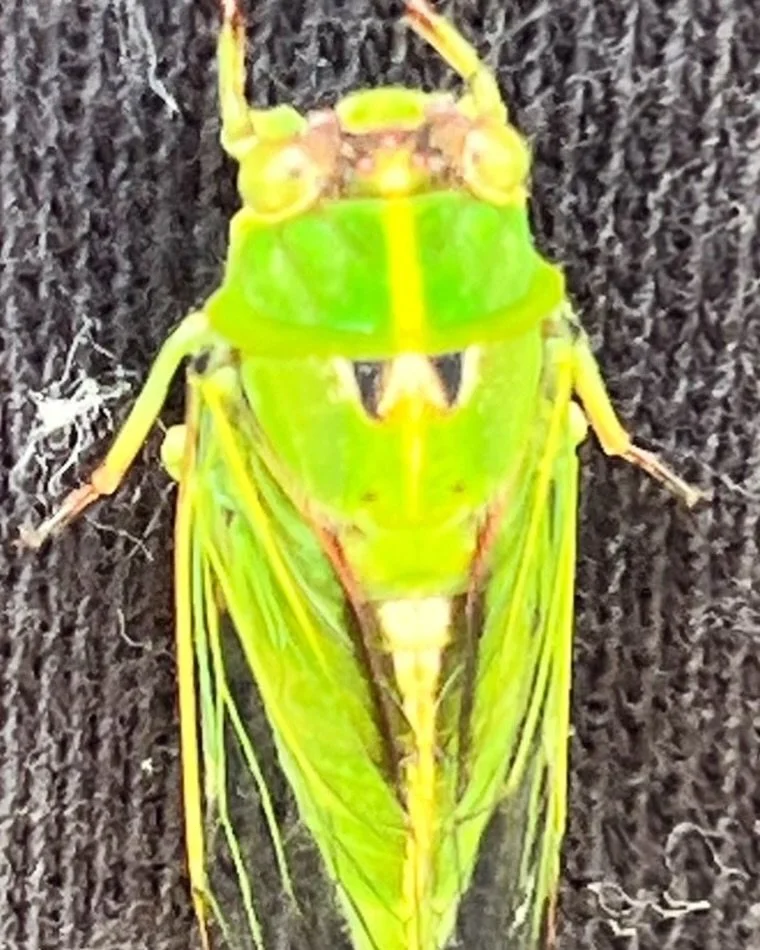 Looking forward to your glorious concert tonight….🥰❤️🌻⭐️🌟#cicada #insects #nature